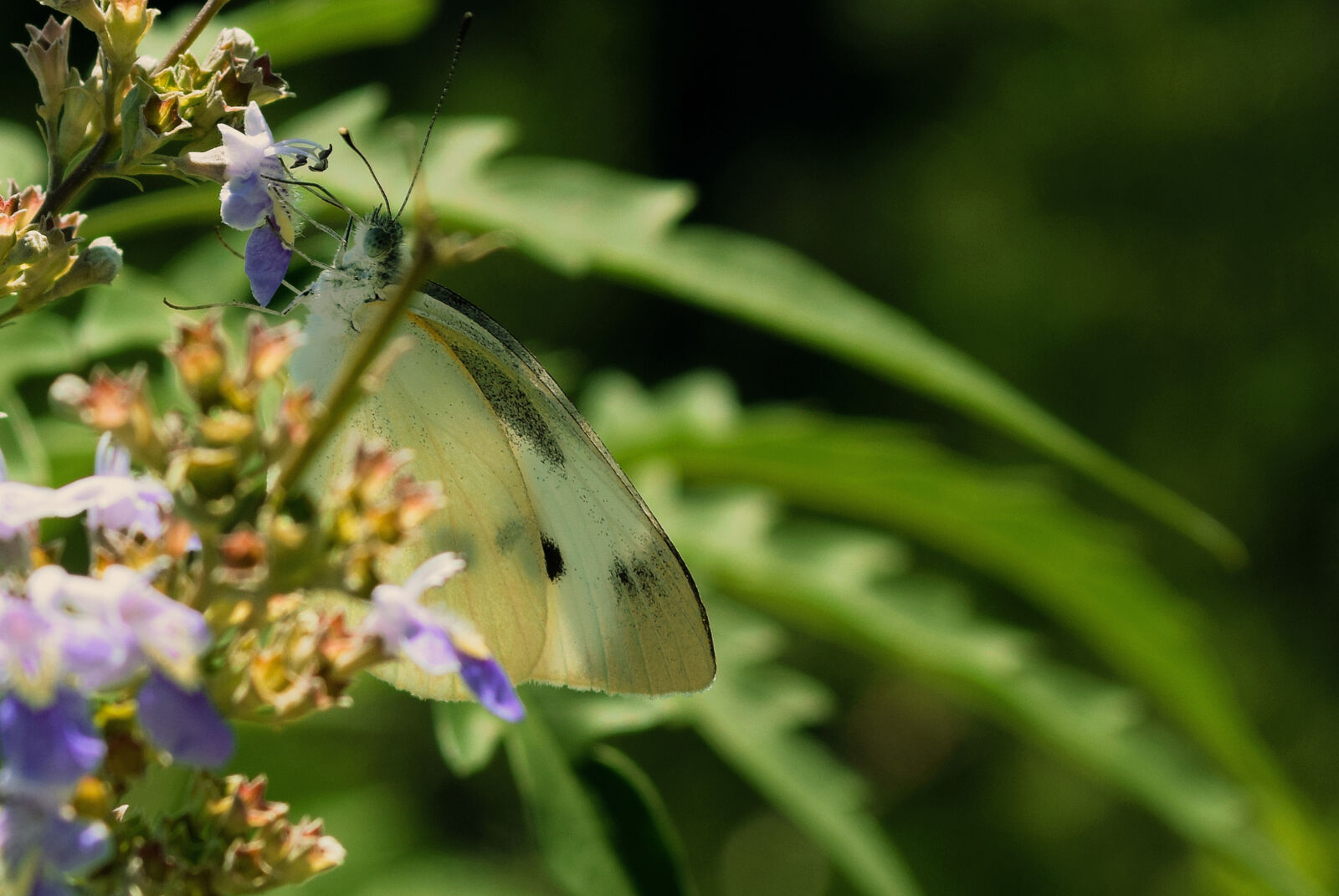 Nikon D5300 sample photo
