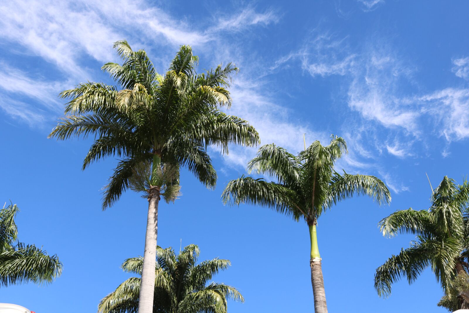 Canon EOS 750D (EOS Rebel T6i / EOS Kiss X8i) sample photo. Nature, coconut tree, brazil photography