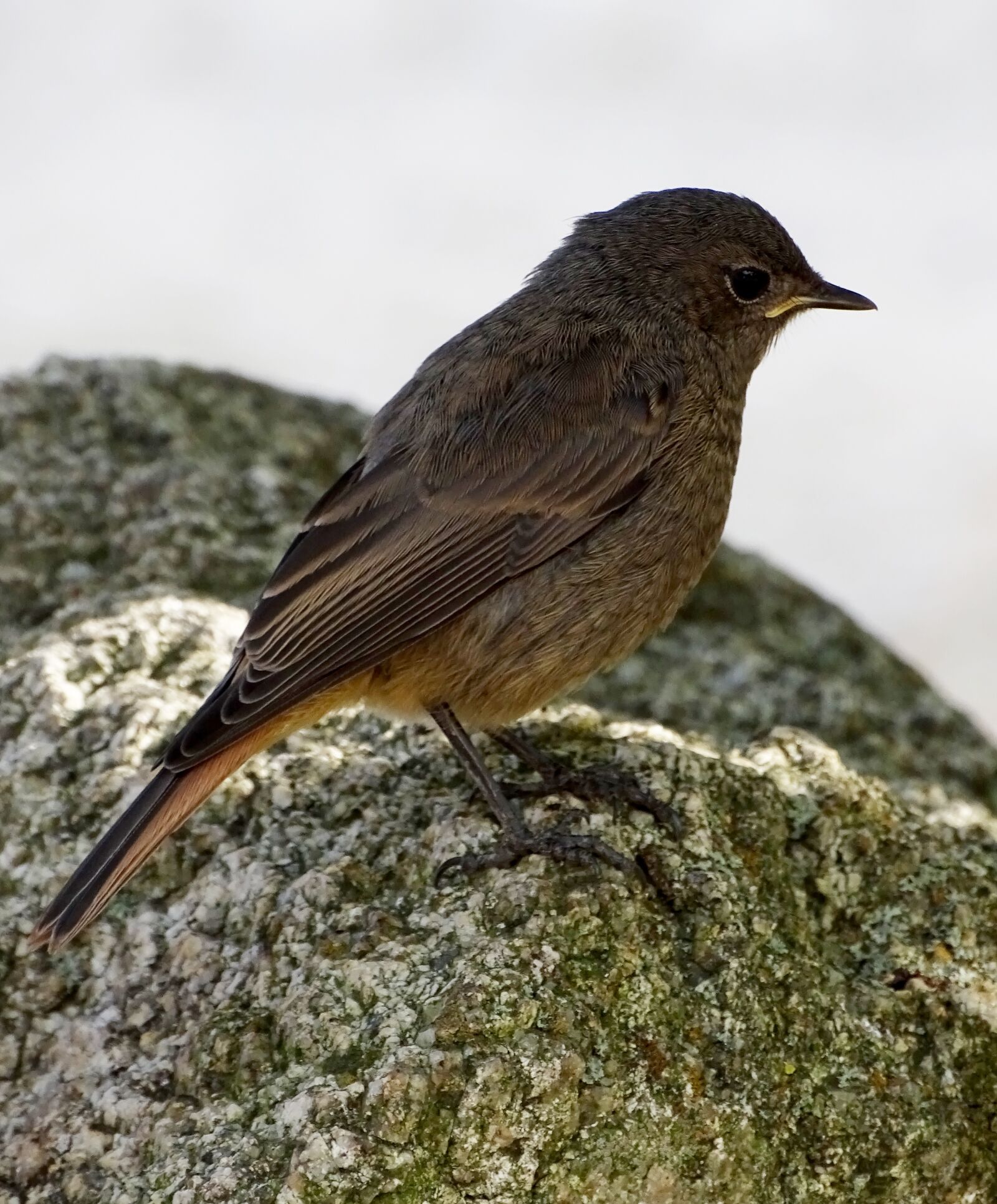 Sony Cyber-shot DSC-HX400V sample photo. Rotschwaenzchen, bird, black redstart photography