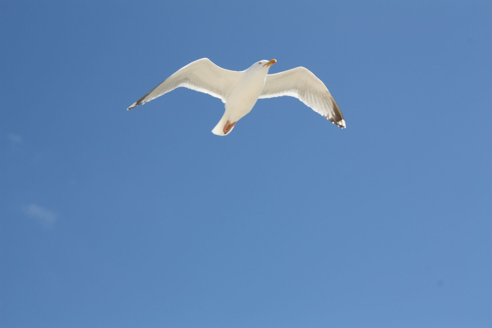 Canon EOS 450D (EOS Rebel XSi / EOS Kiss X2) sample photo. Gull, seagull, bird photography