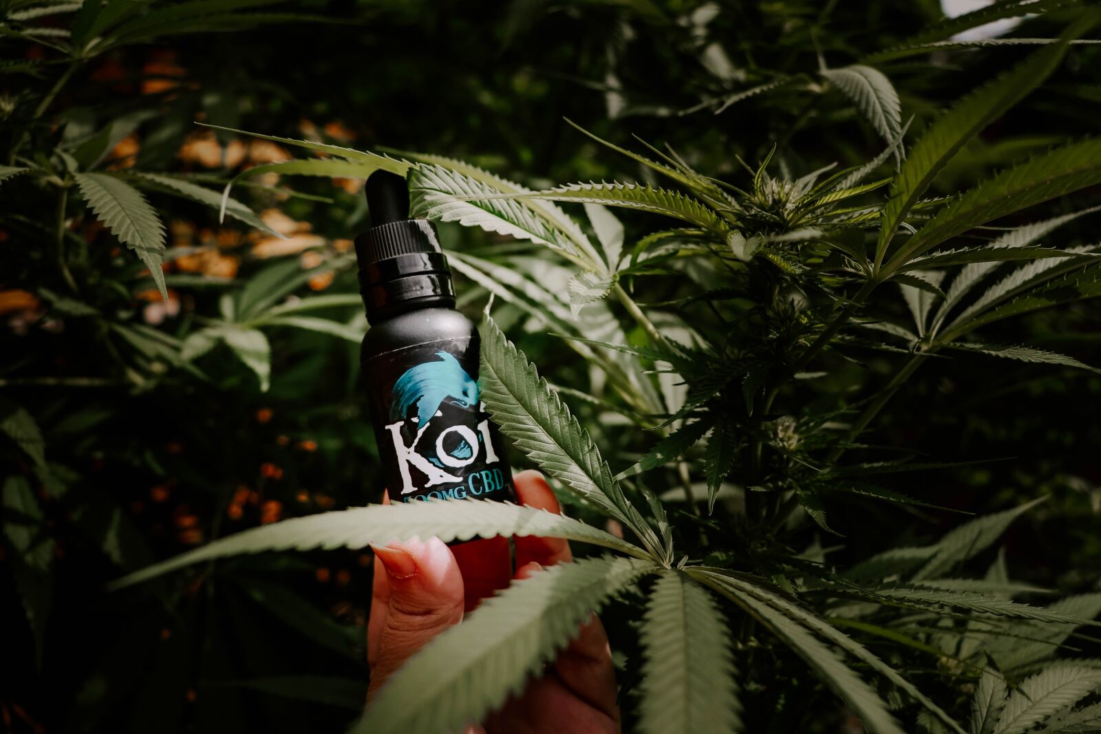 Canon EF-S 18-135mm F3.5-5.6 IS USM sample photo. Cbd oil, hemp, plant photography