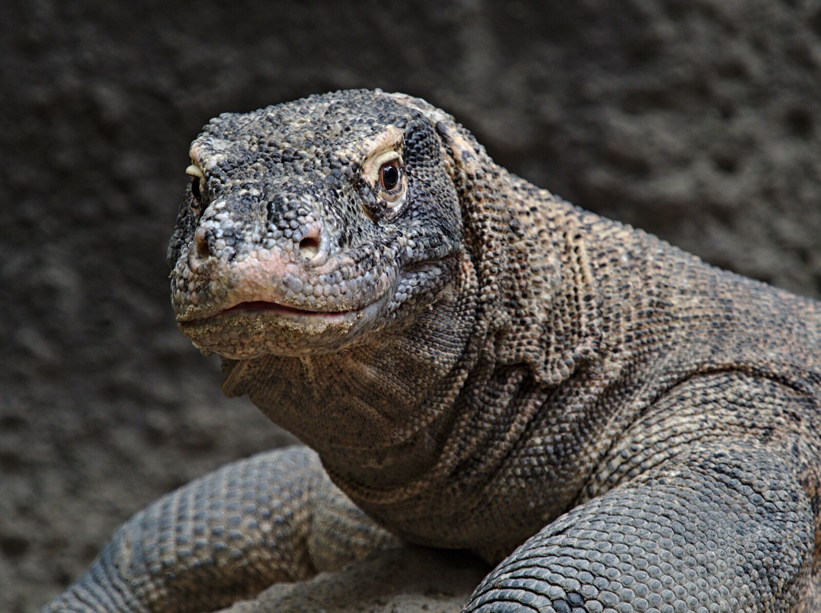 Olympus OM-D E-M1 Mark II sample photo. Animal, reptile, varan photography