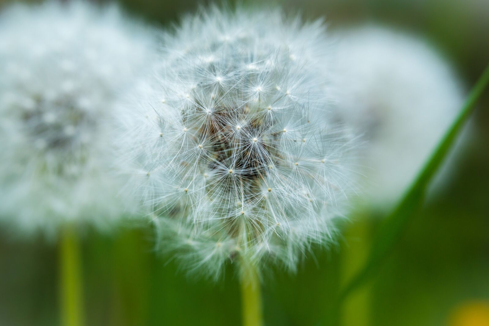 Samsung NX300M sample photo. Dandelion, spring, yellow flower photography