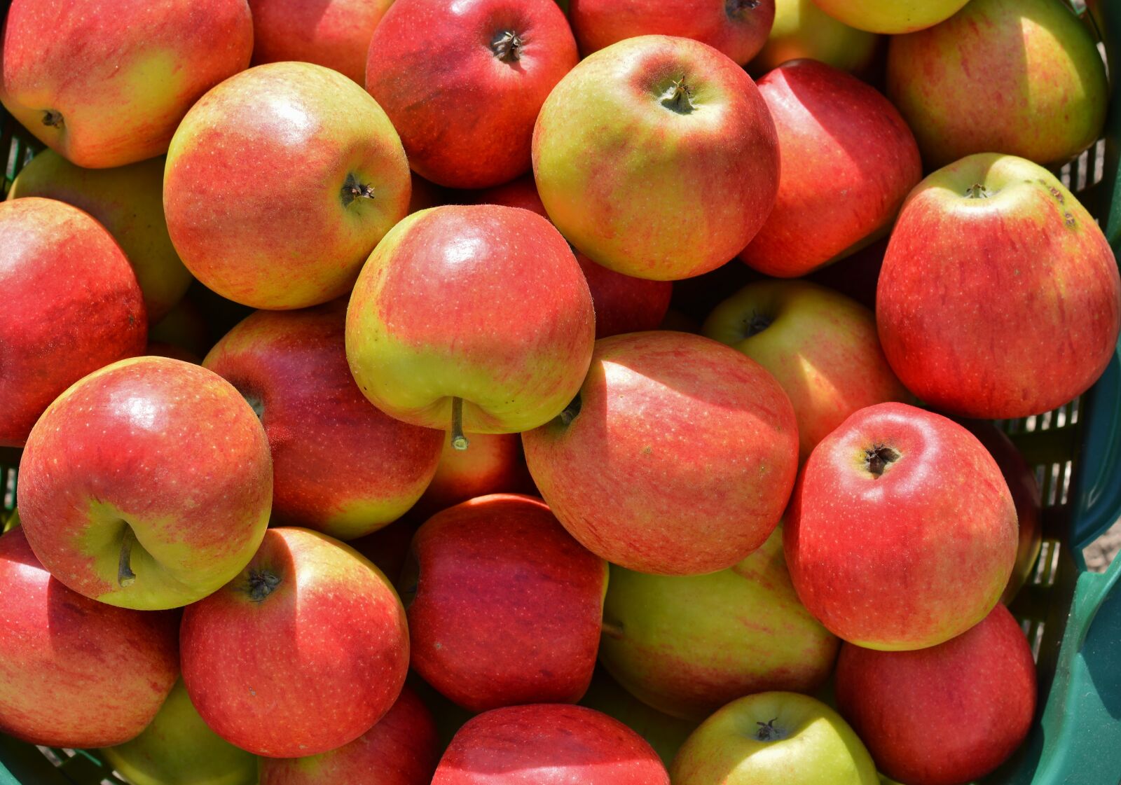 Nikon D5200 sample photo. Apple, harvest, fruit photography