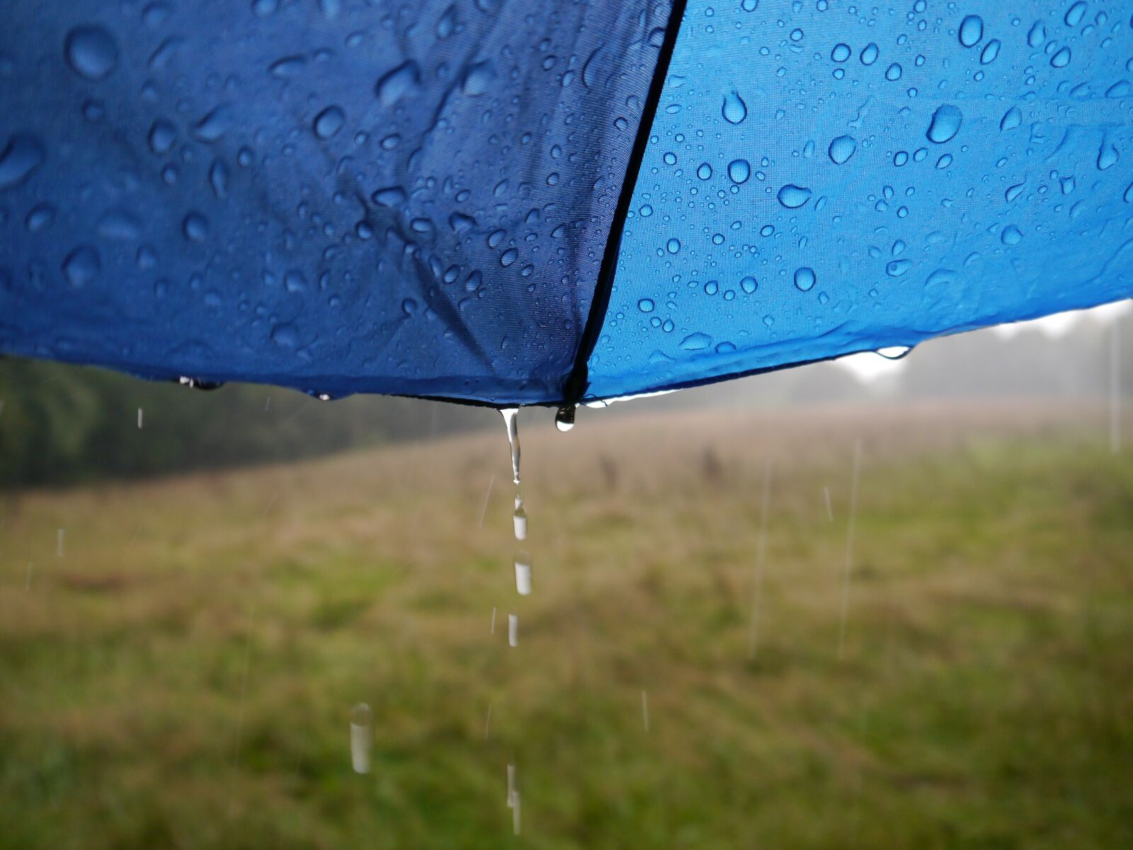 Panasonic Lumix DMC-G3 sample photo. Rain, nature, wet photography