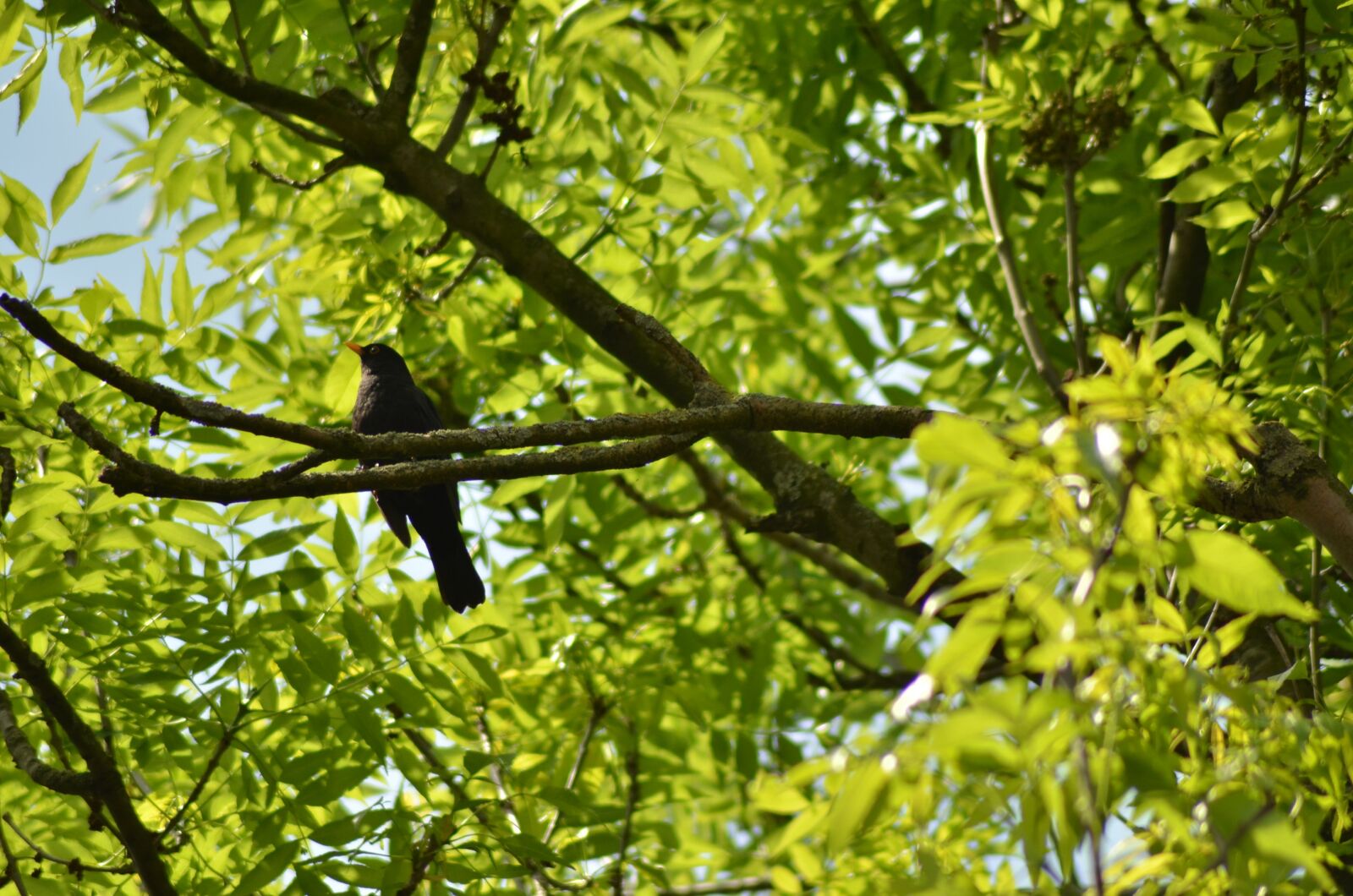 Nikon D7000 sample photo. Bird, tree, green photography