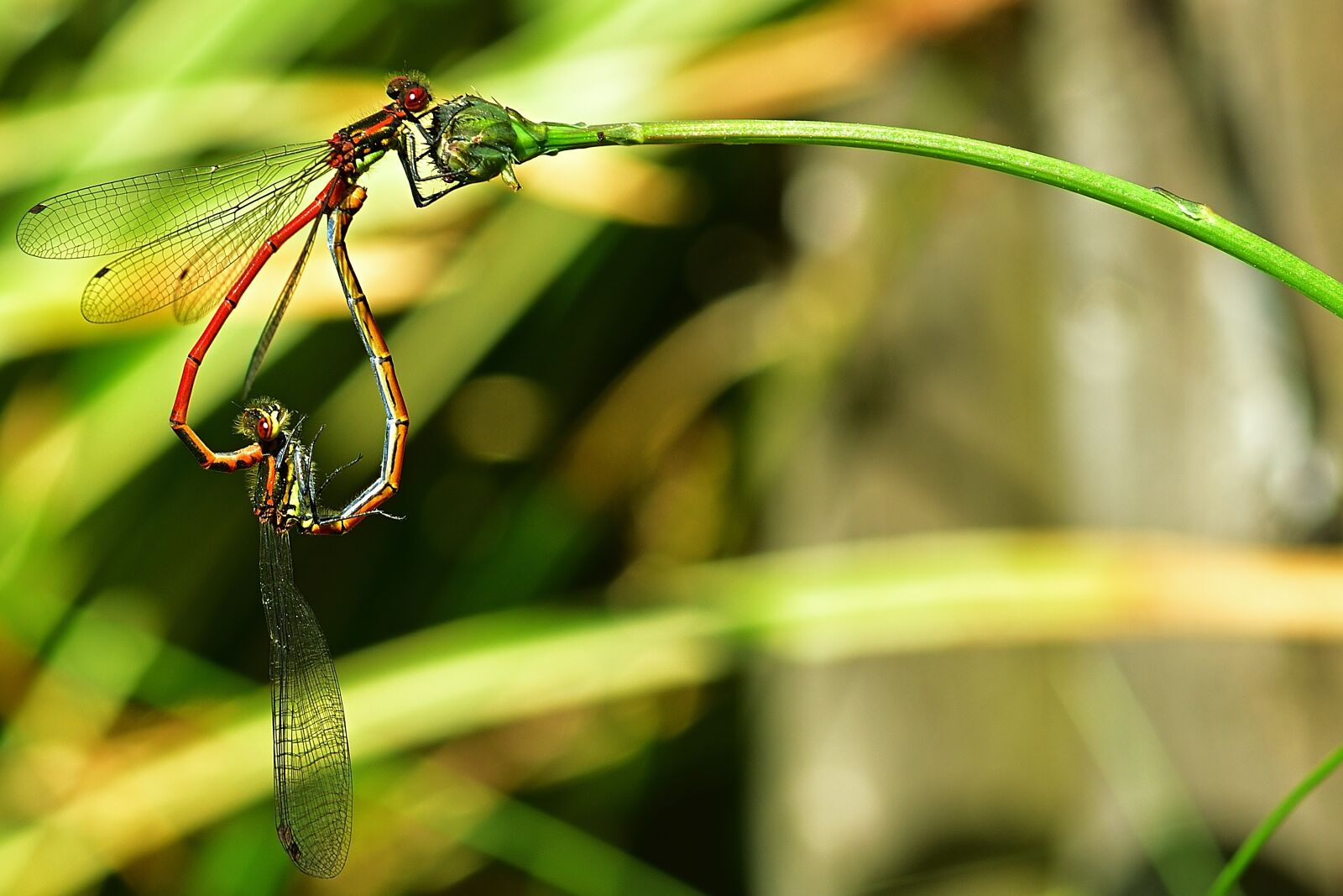 Nikon D5200 sample photo. Dragonflies, dragonfly heart, adonis photography