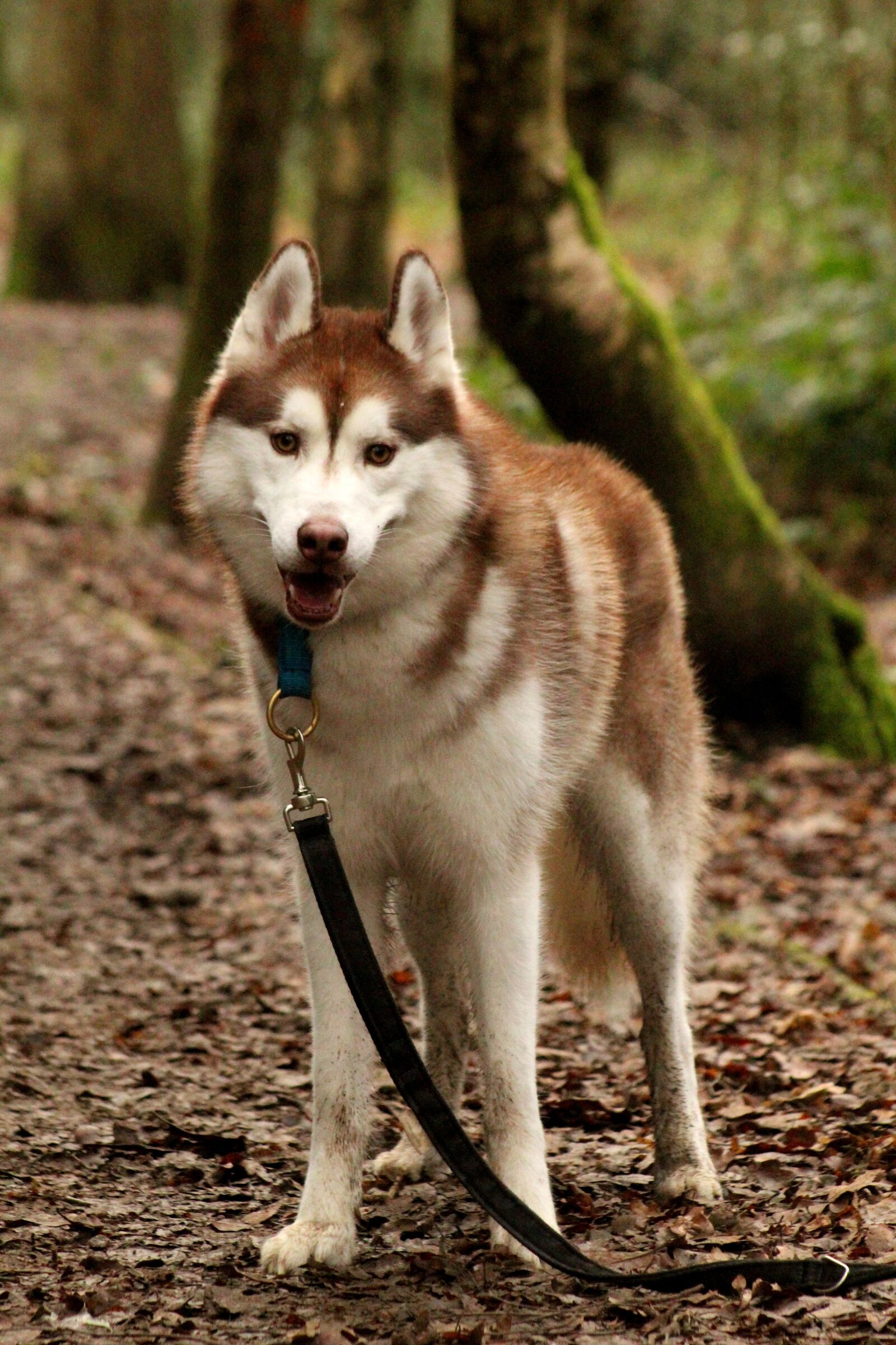 Canon EOS 4000D (EOS Rebel T100 / EOS 3000D) sample photo. Siberian husky, husky, dog photography