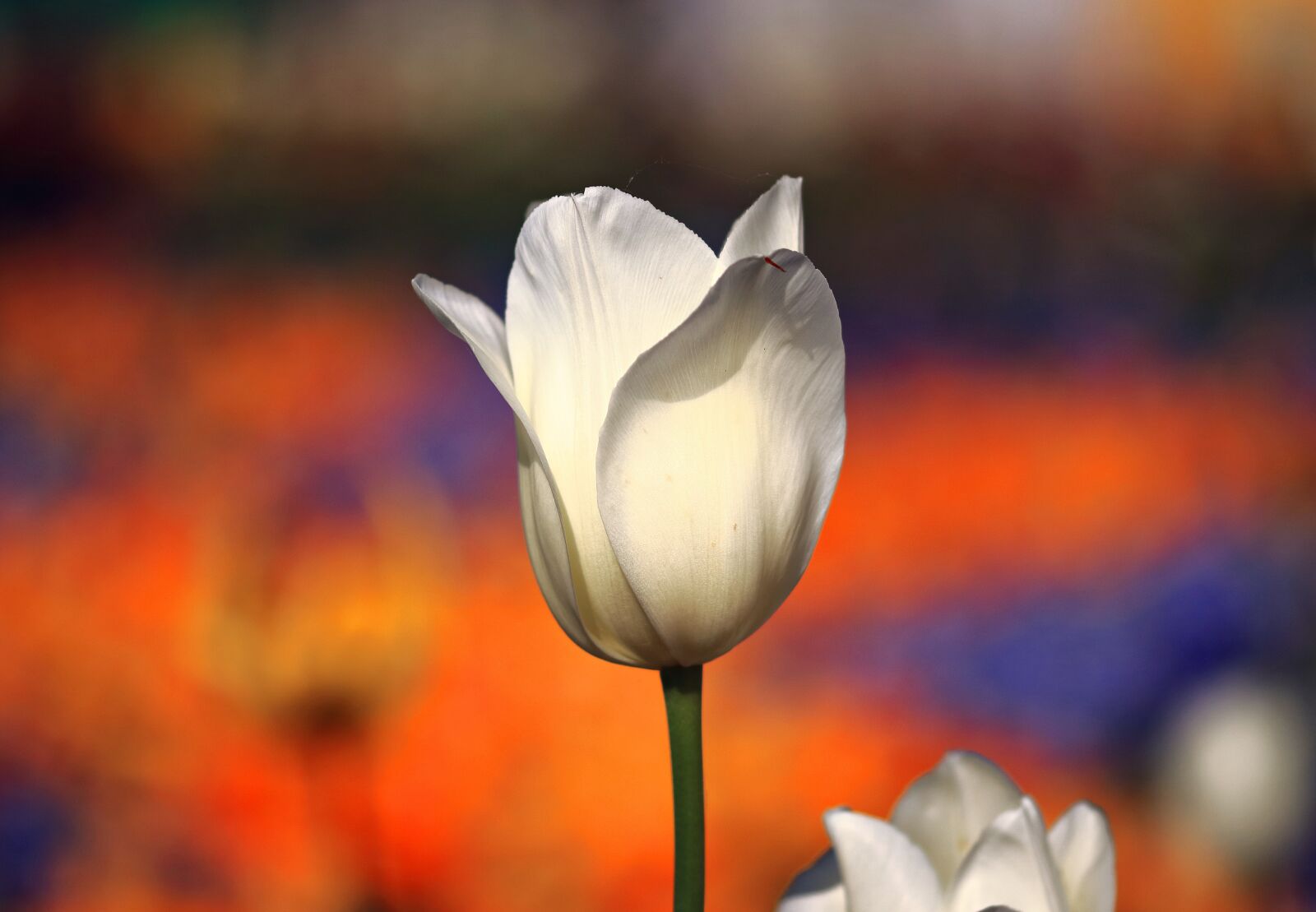 Canon EOS 80D sample photo. Tulip, white, spring photography