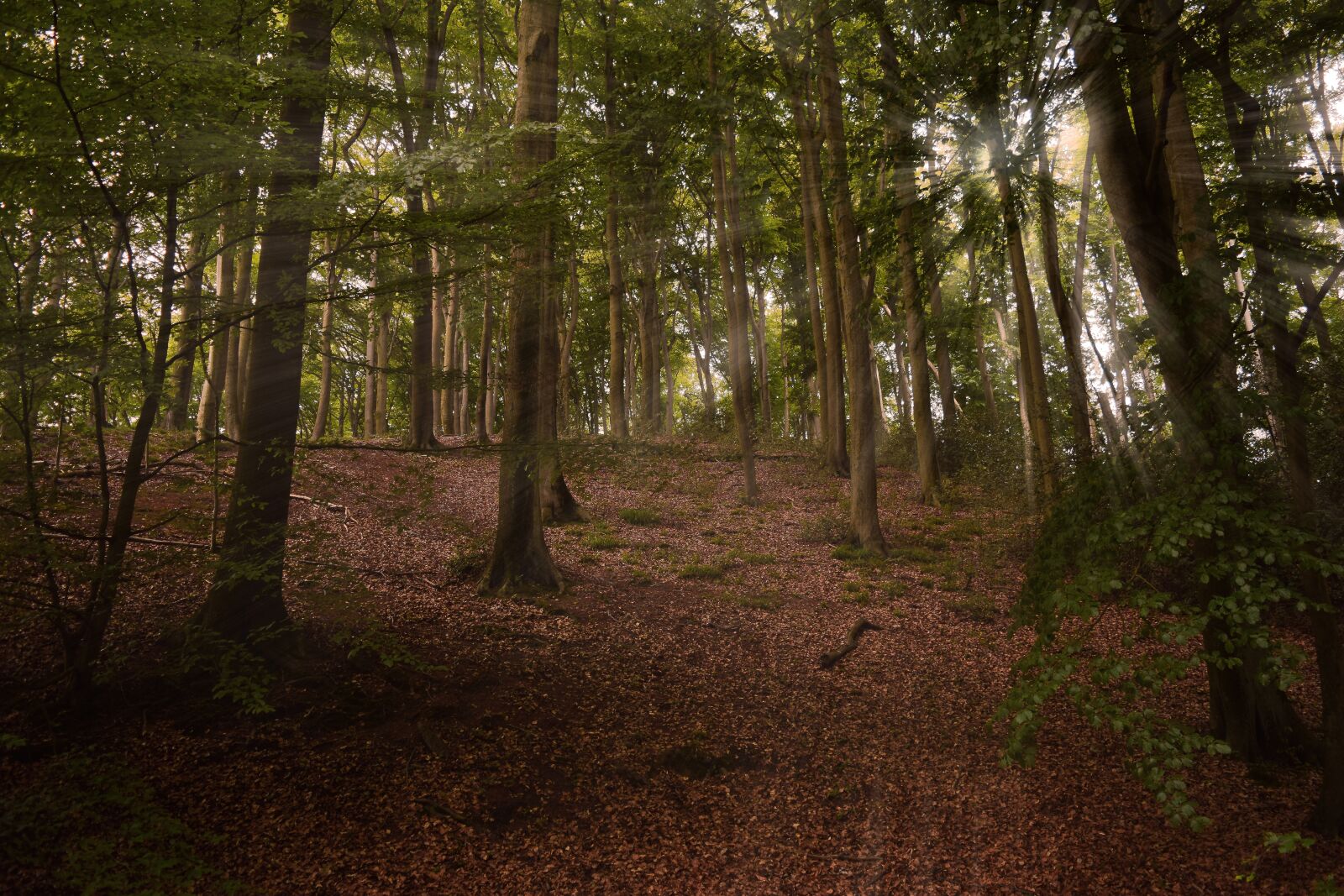 Nikon D3300 sample photo. Forest, trees, nature photography