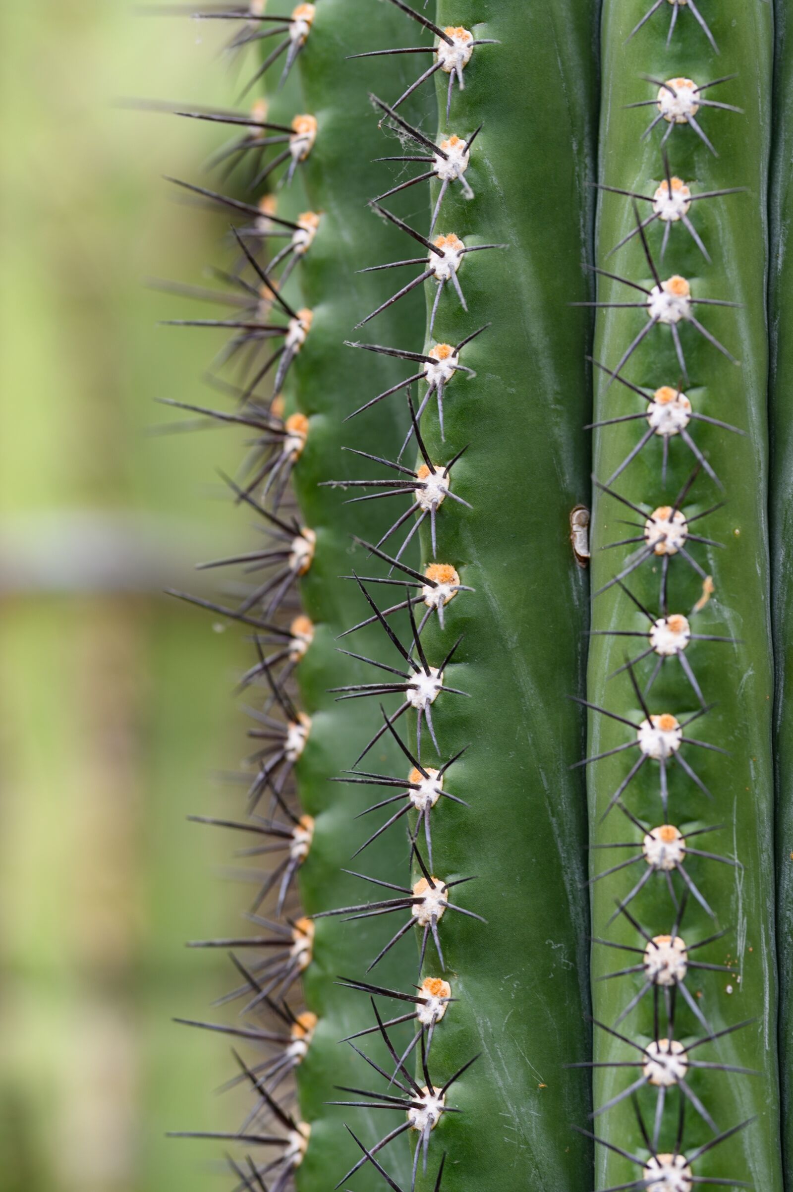 Nikon Z6 sample photo. Cactus, plant, nature photography