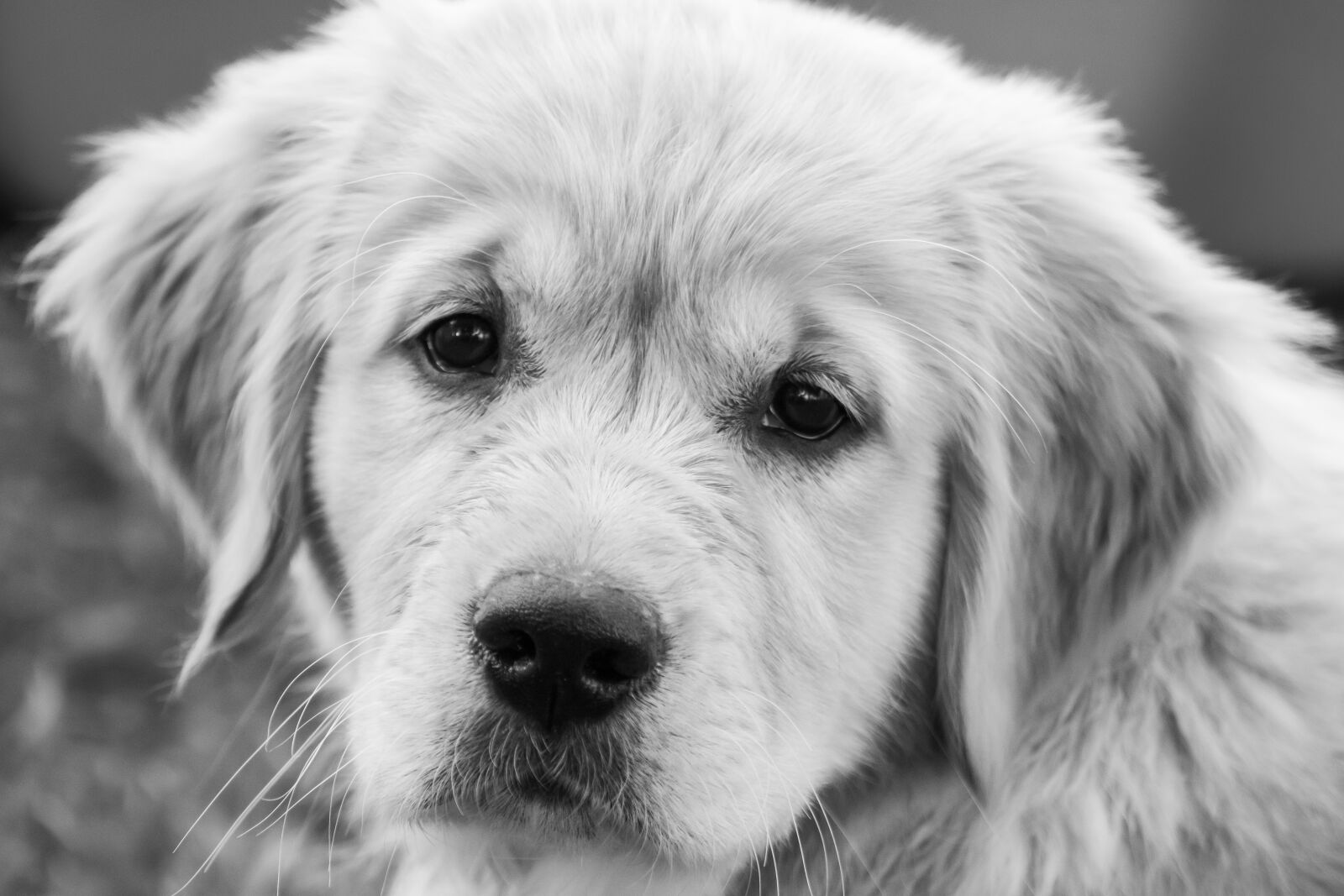 Canon EOS 200D (EOS Rebel SL2 / EOS Kiss X9) sample photo. Dog, puppy, young photography