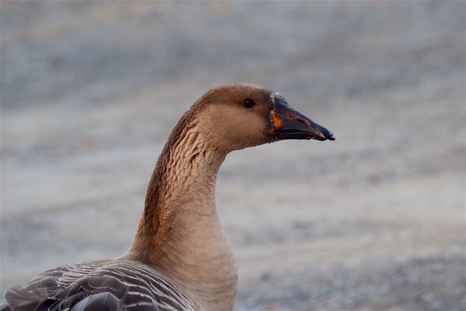 Nikon D3300 sample photo. Goose, portrait, face photography