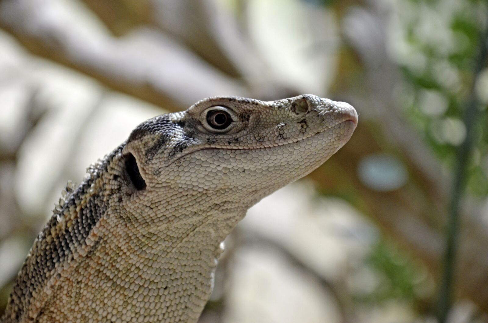 Nikon D5100 sample photo. Iguana, amphibians, nature photography
