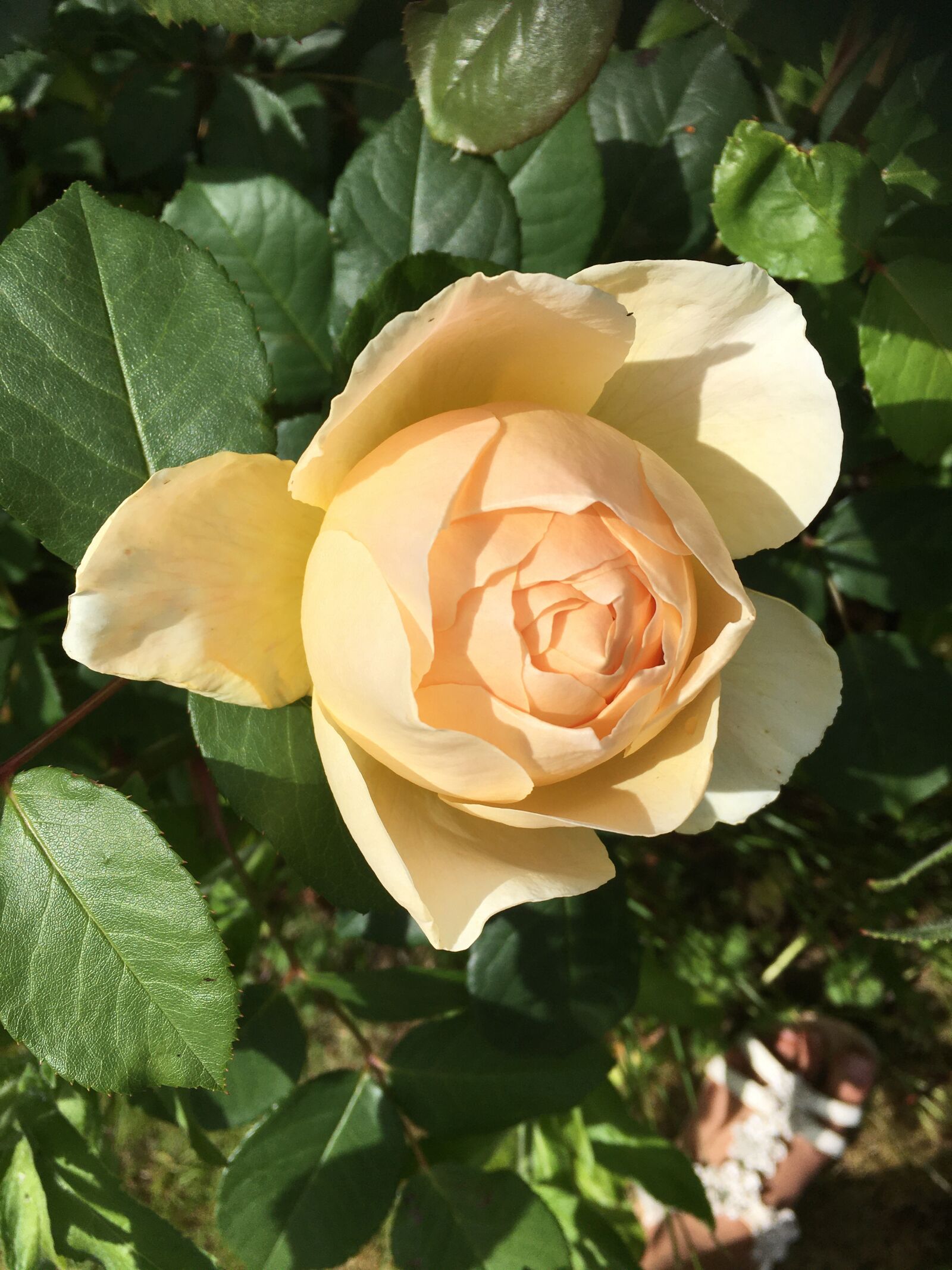 iPhone 6s back camera 4.15mm f/2.2 sample photo. Roses, yellow, flower photography