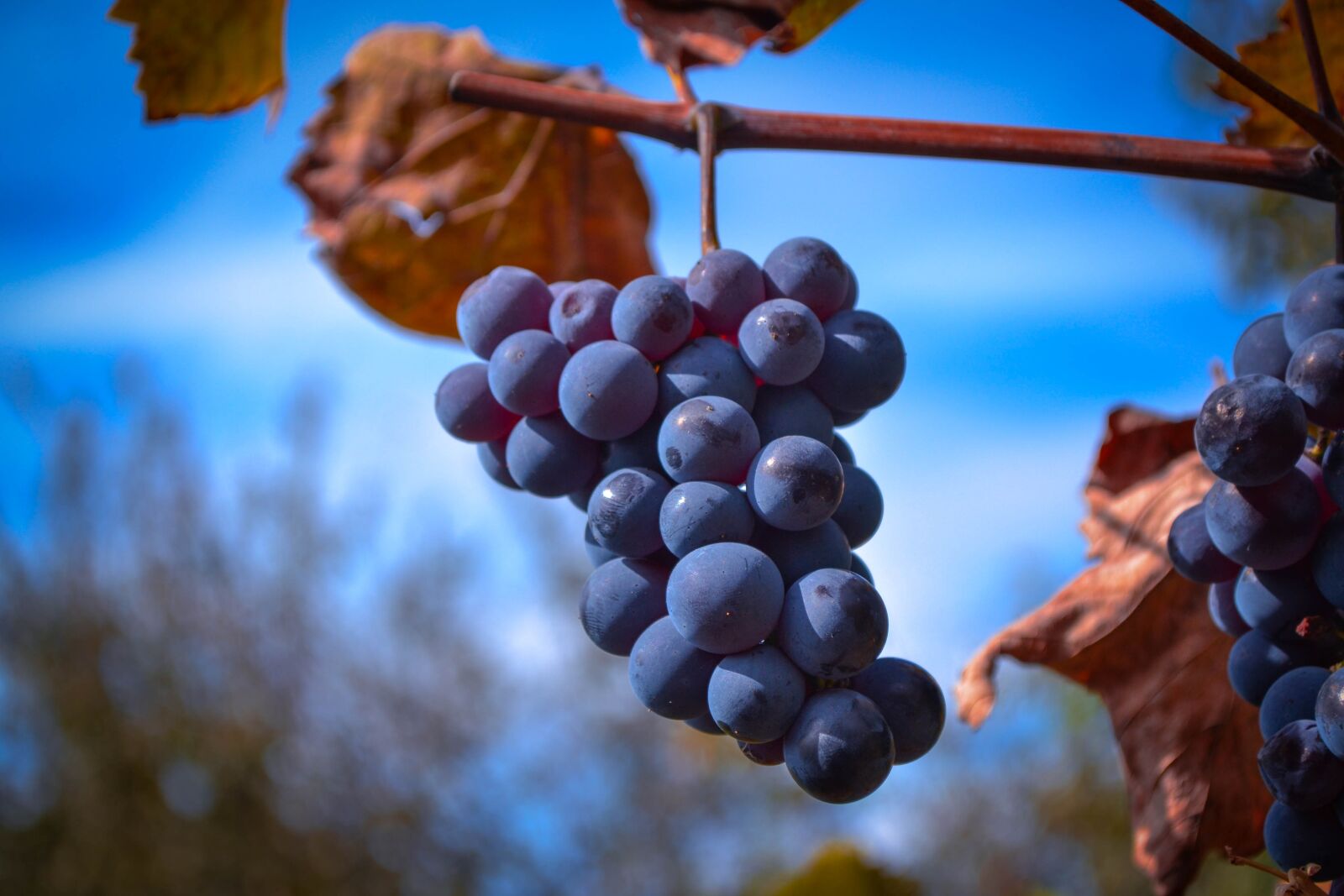 Nikon D3100 sample photo. Grape, autumn, grapes photography