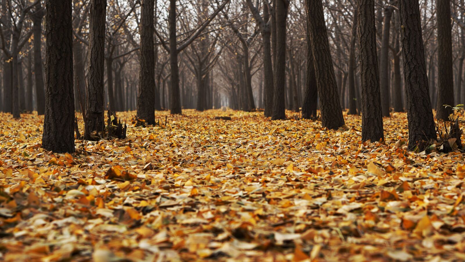 E 50mm F1.8 OSS sample photo. Autumn, dry leaves, fall photography