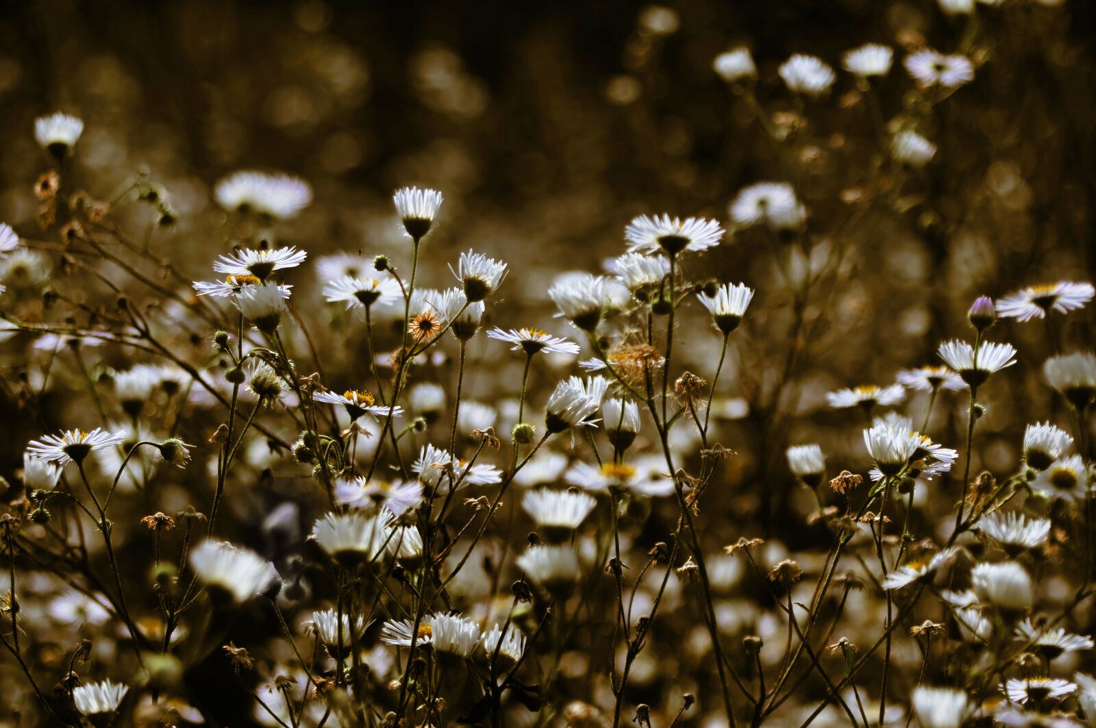 Nikon D90 sample photo. Nature, flower, plant photography