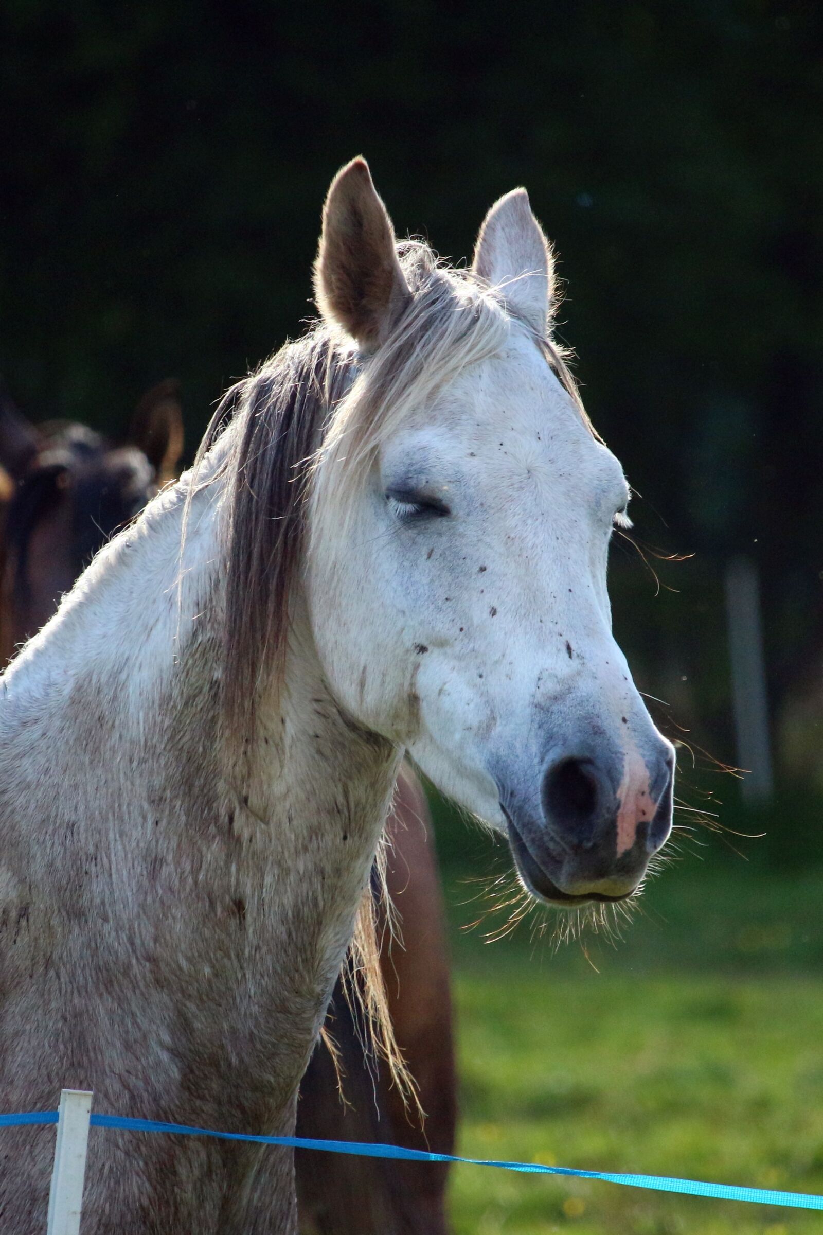 Canon EOS 100D (EOS Rebel SL1 / EOS Kiss X7) sample photo. Horse, mold, thoroughbred arabian photography