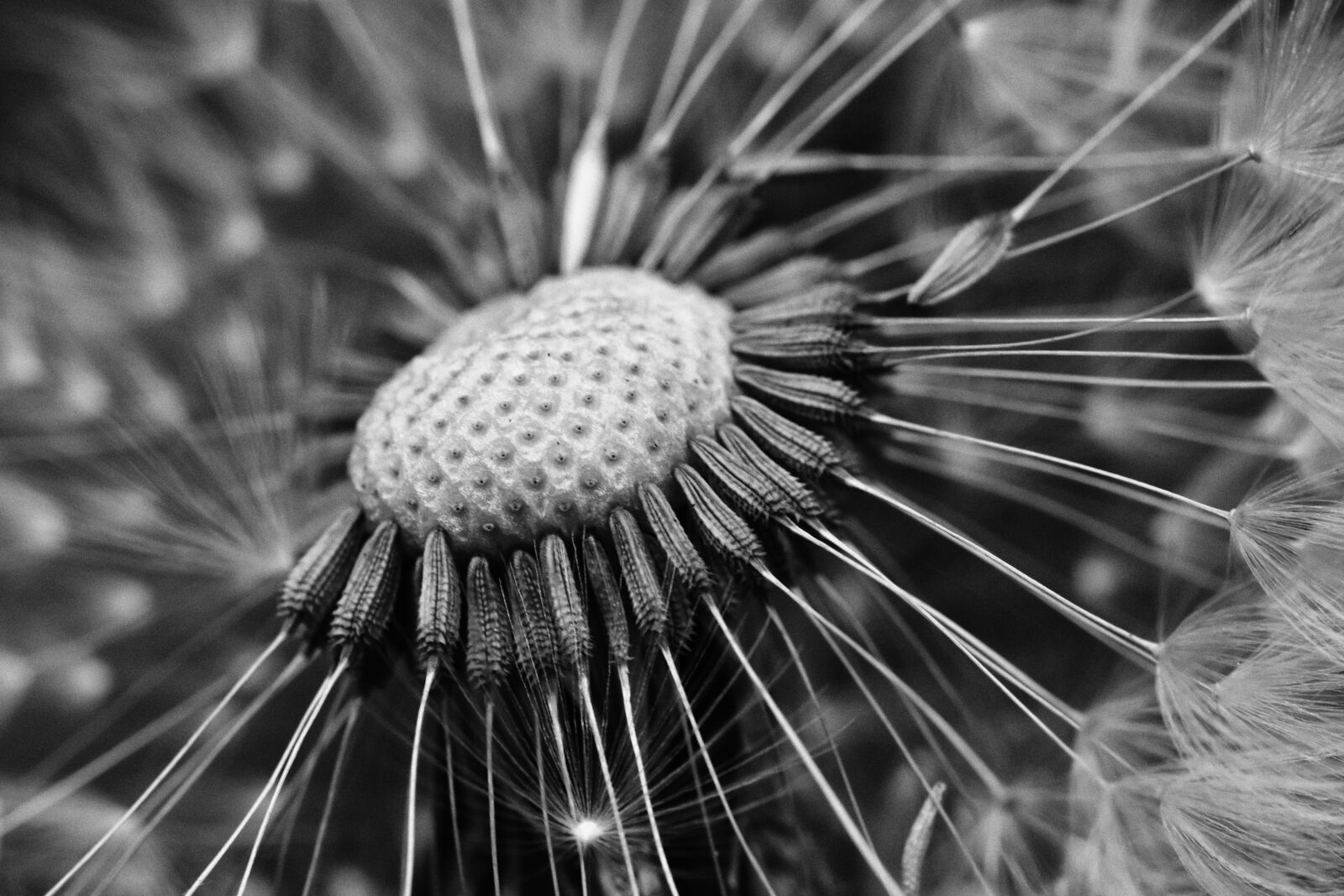 Nikon D5500 sample photo. Dandelion, flower, macro photography