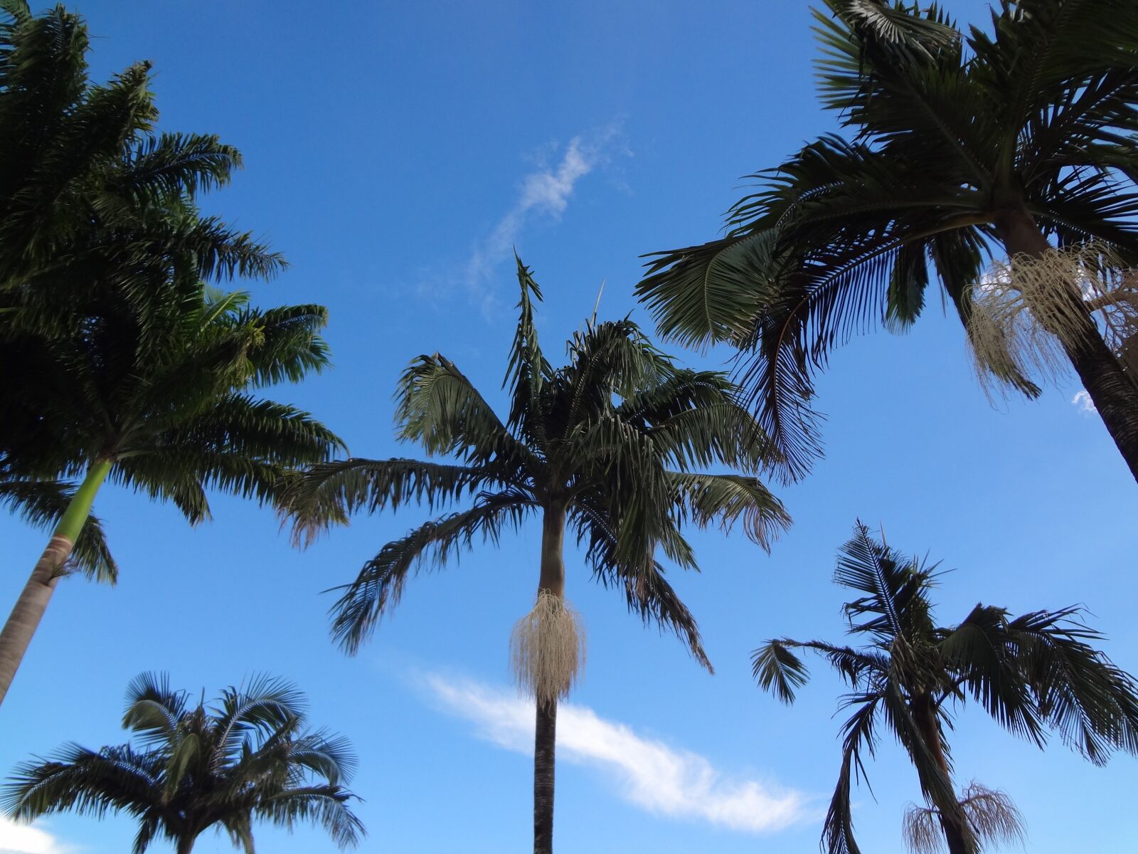 Sony DSC-WX7 sample photo. Palm trees, tropical, brazil photography