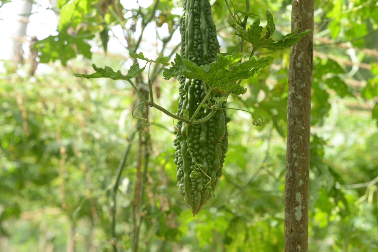 Nikon D800 sample photo. Bitter gourd, sri lanka photography