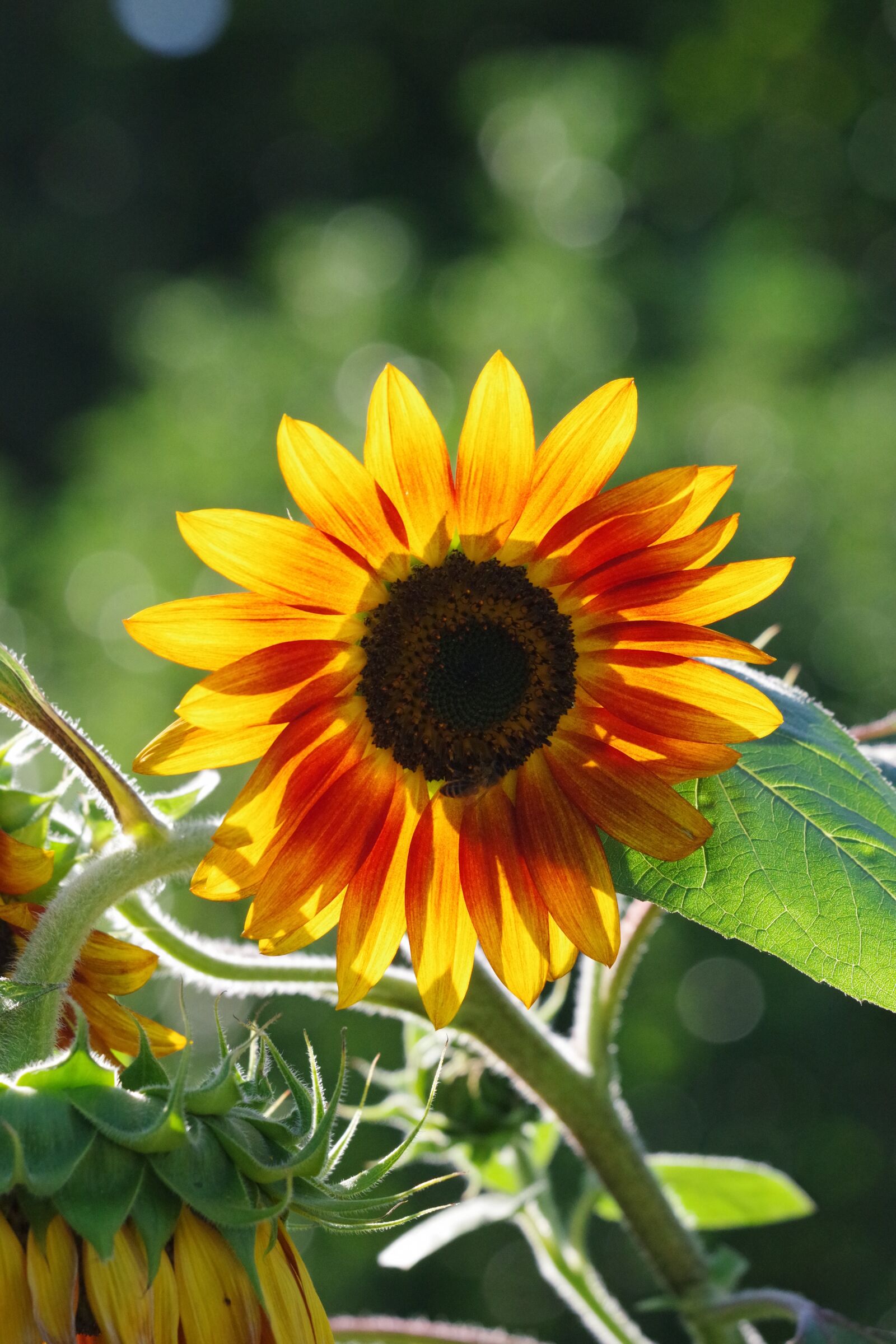 Pentax K-70 sample photo. Sunflower, garden, summer photography