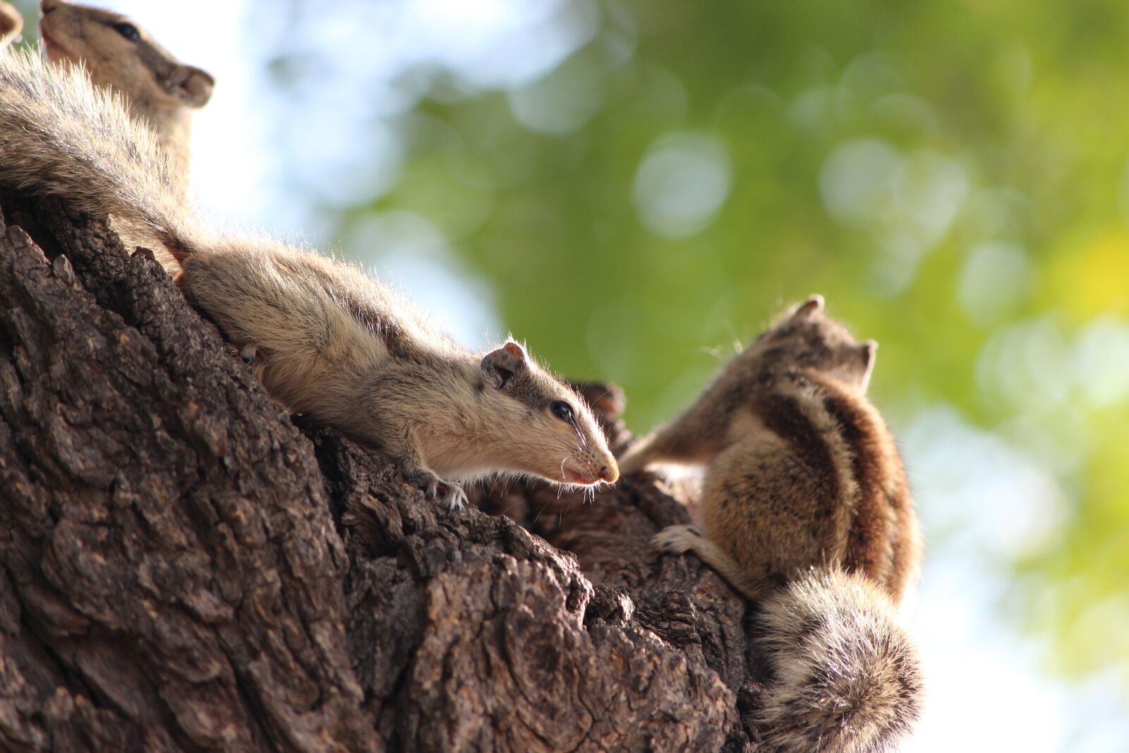 Canon EOS 700D (EOS Rebel T5i / EOS Kiss X7i) sample photo. Tree, squirrel, animal photography