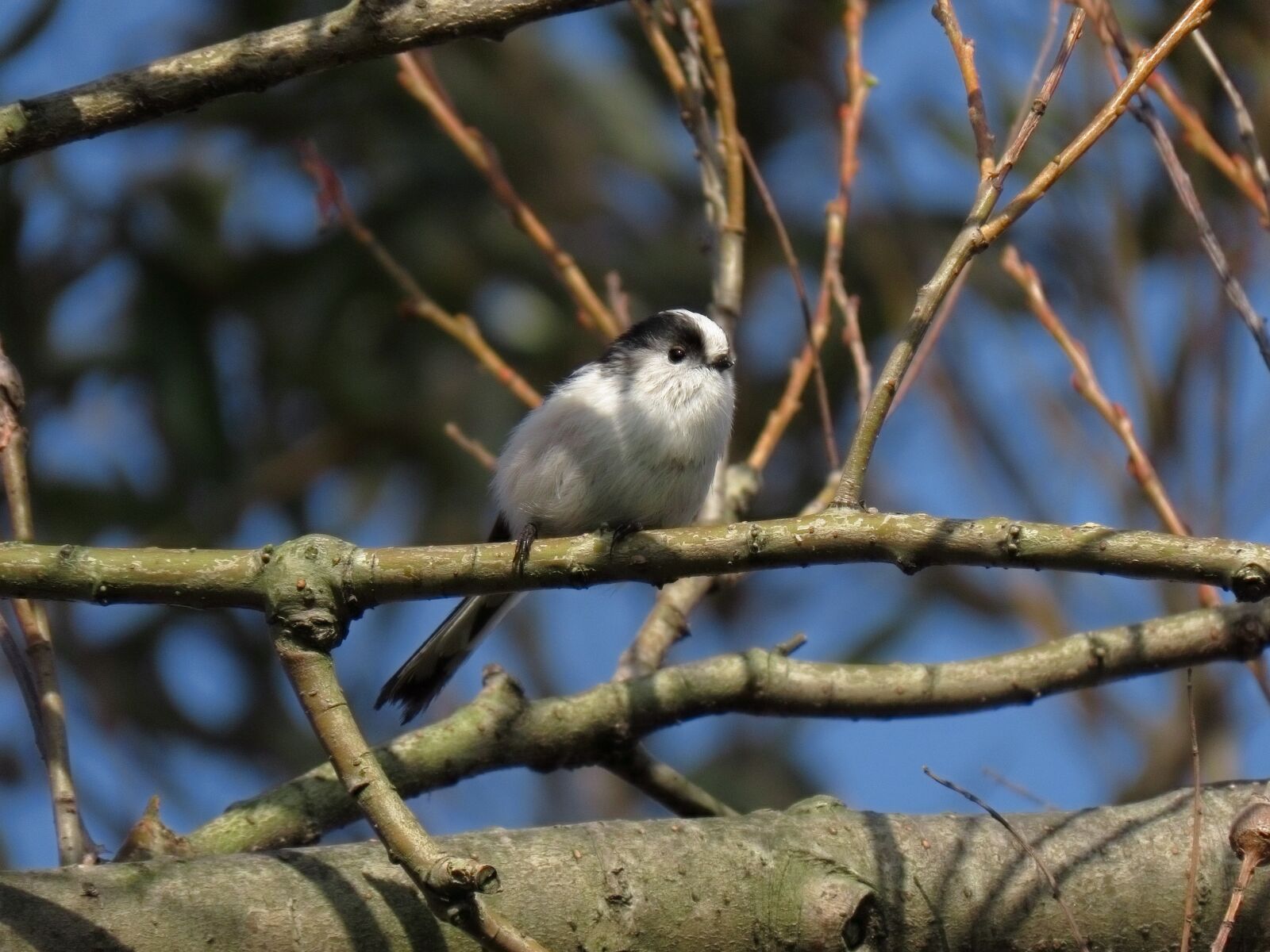 Canon PowerShot SX70 HS sample photo. Animal, forest, wood photography