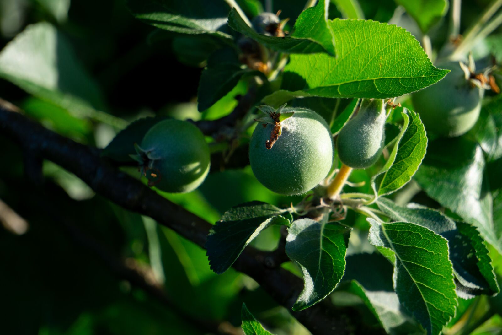 Sony a5100 sample photo. Apples, small, immature photography