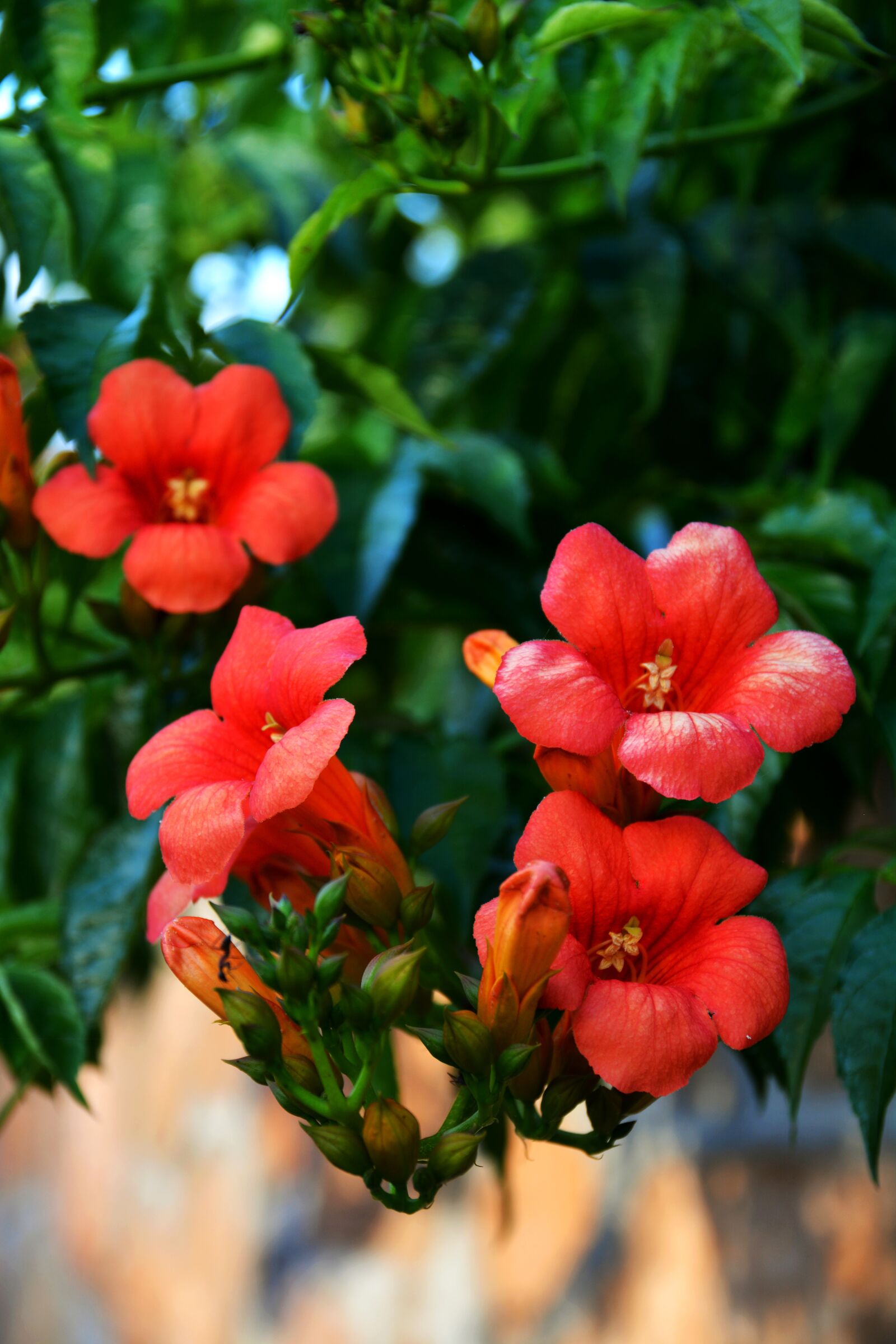 Nikon D5200 sample photo. Flower, flowers, spring photography