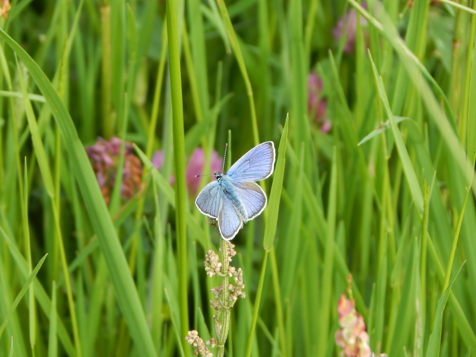 Nikon Coolpix L830 sample photo. Red clover-blue, common blue photography