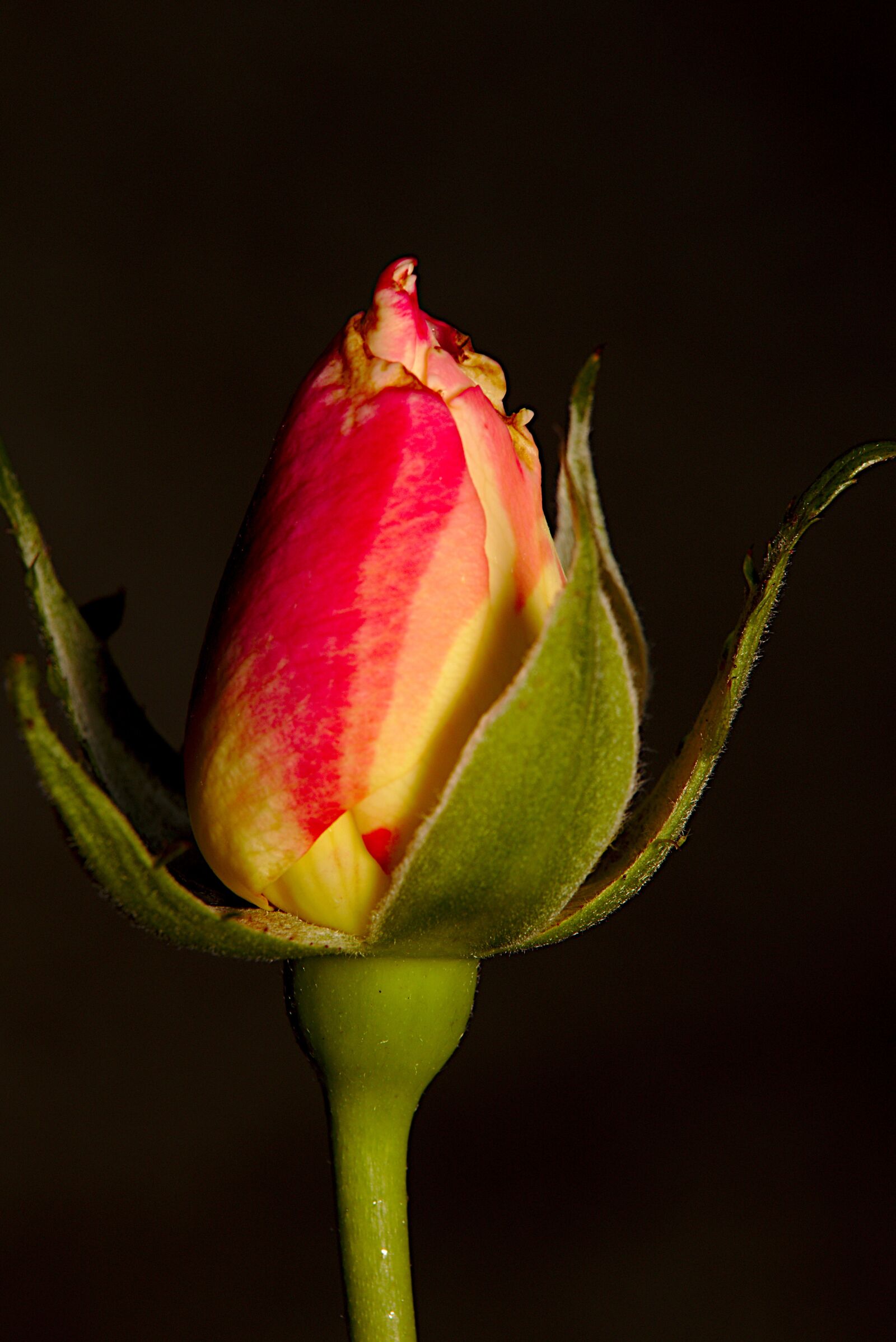 Canon EOS M5 sample photo. Rose, macro, flower photography