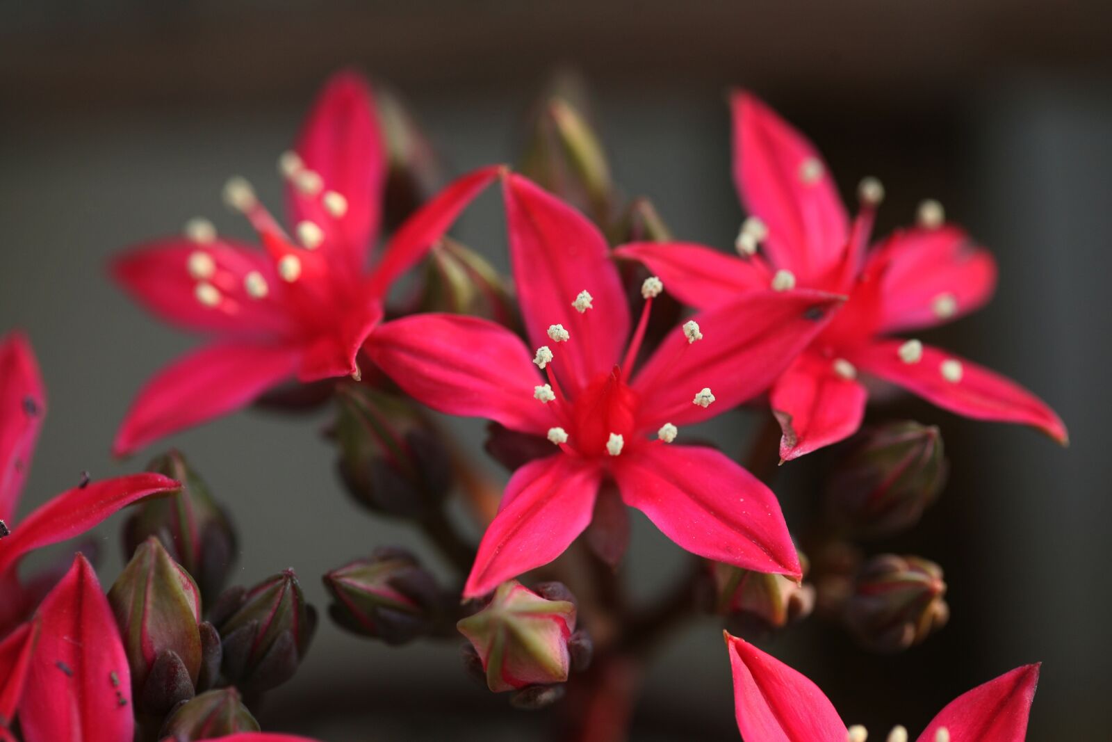 Canon EOS 5D sample photo. A fleshy plant, fleshy photography