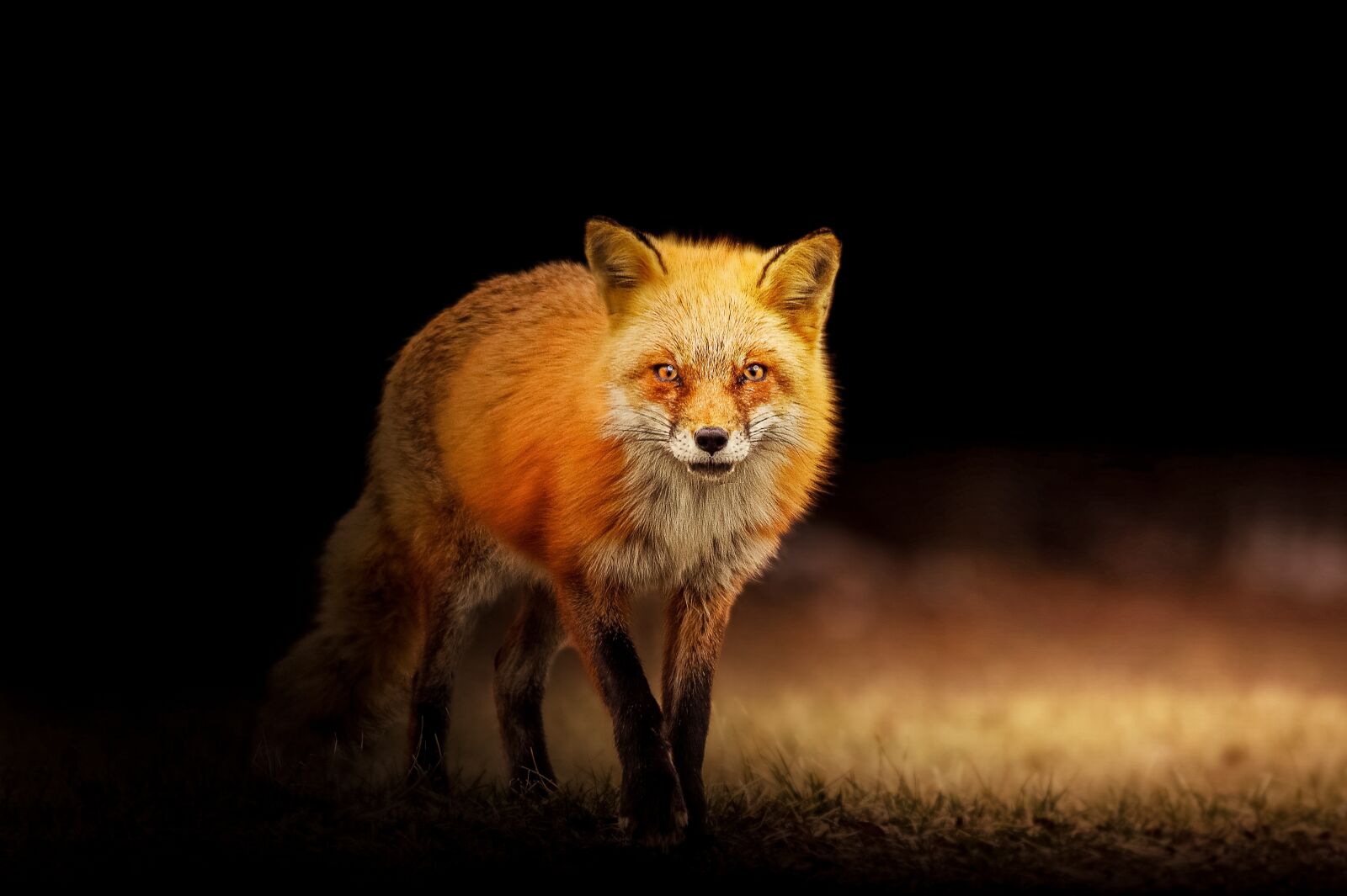 Sony a6000 sample photo. Fox, animal, cute photography