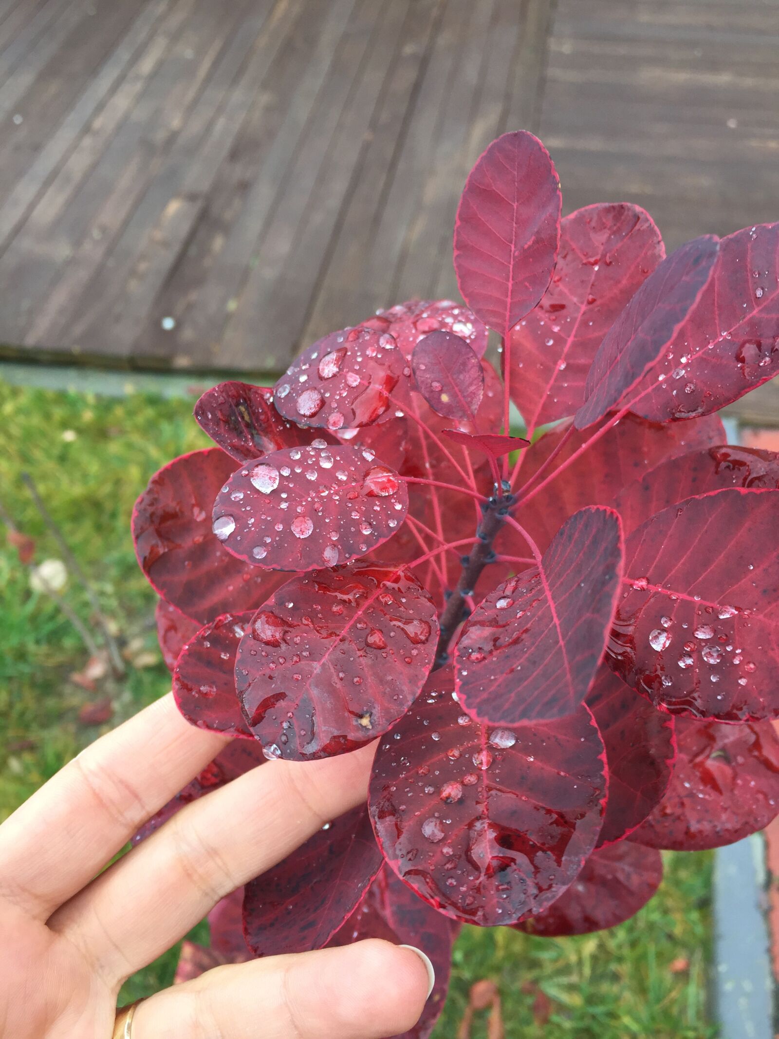 iPhone 6 back camera 4.15mm f/2.2 sample photo. Ankara, leaves, autumn photography