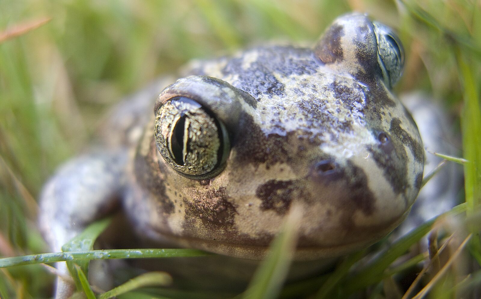 Canon POWERSHOT G9 sample photo. Toad, frog, eyes photography