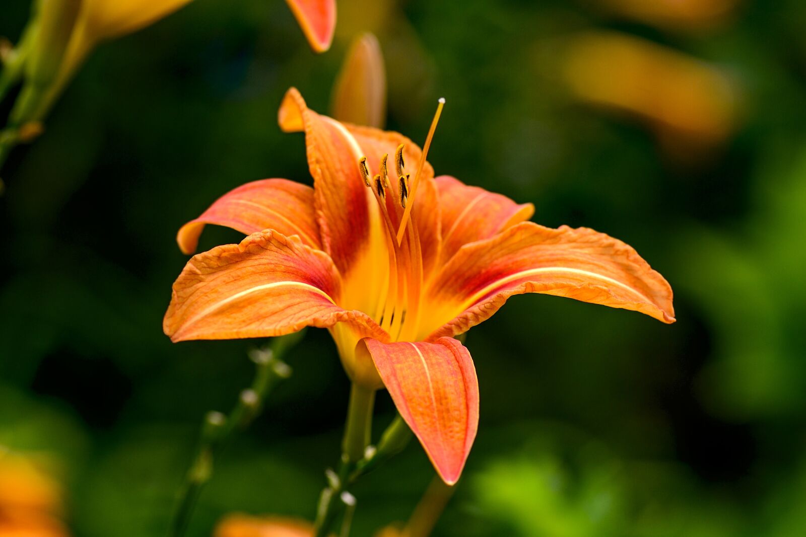 Nikon D3100 sample photo. Daylily, flower, nature photography