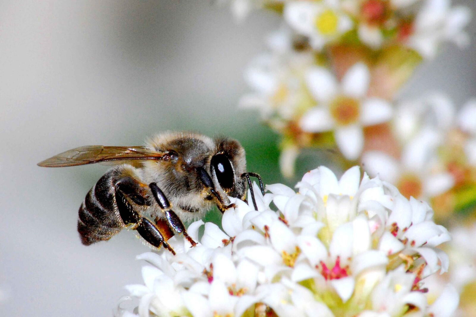 Nikon D80 sample photo. Nature, flower, bee photography