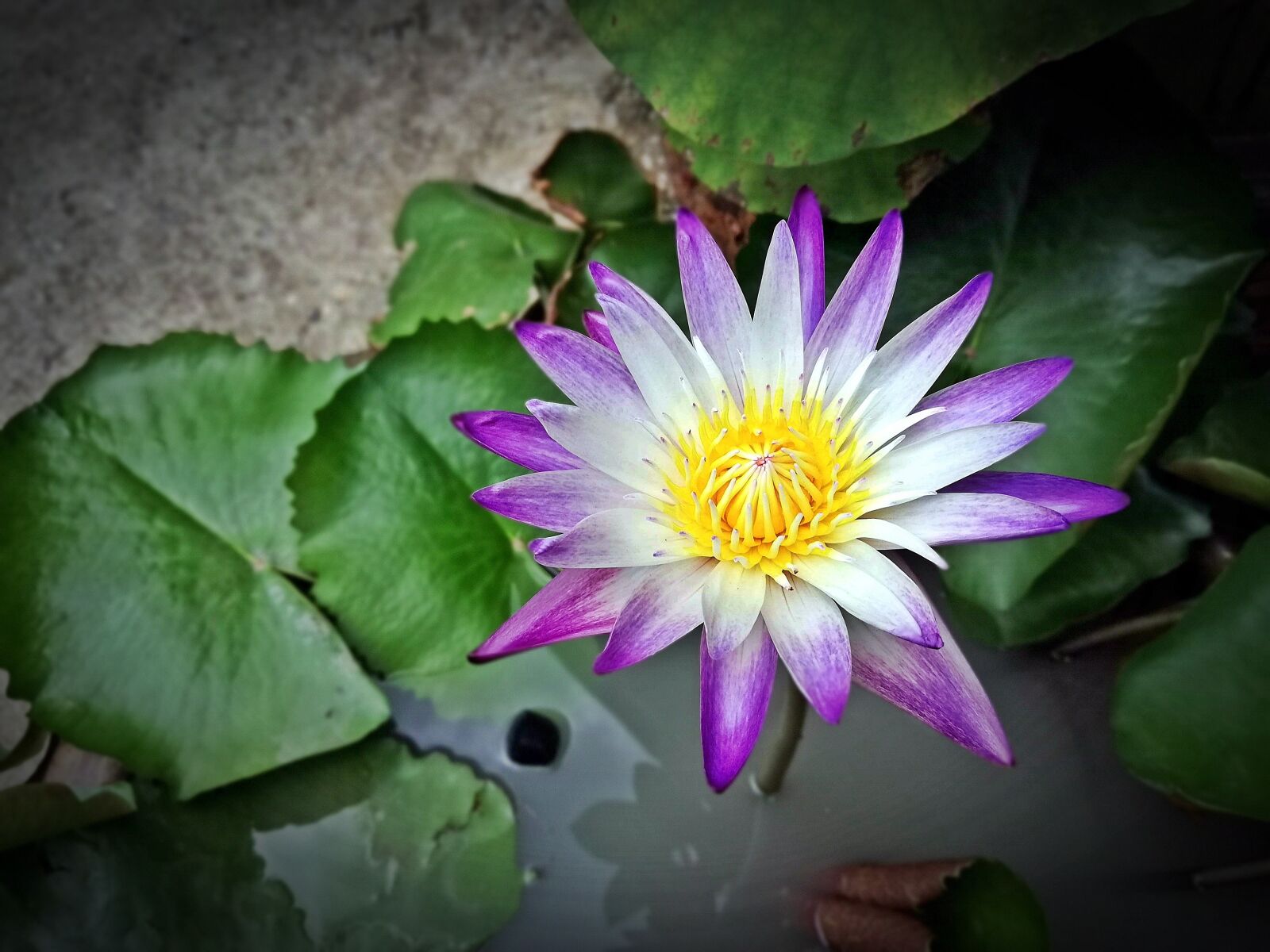 HUAWEI P20 lite sample photo. Lotus, flower, purple photography