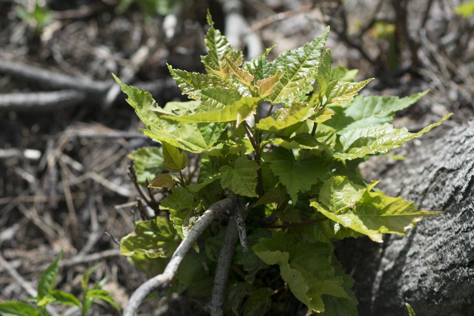 Nikon D5300 sample photo. Plant, trees, sapling photography