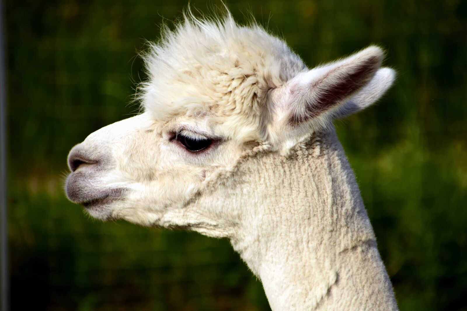 Nikon D3300 sample photo. Animal, alpaca, head, portrait photography