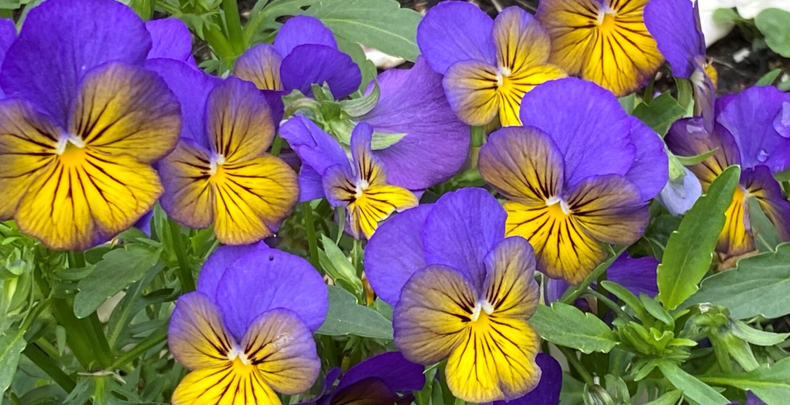 Apple iPhone 11 sample photo. Pansy, blue, yellow photography