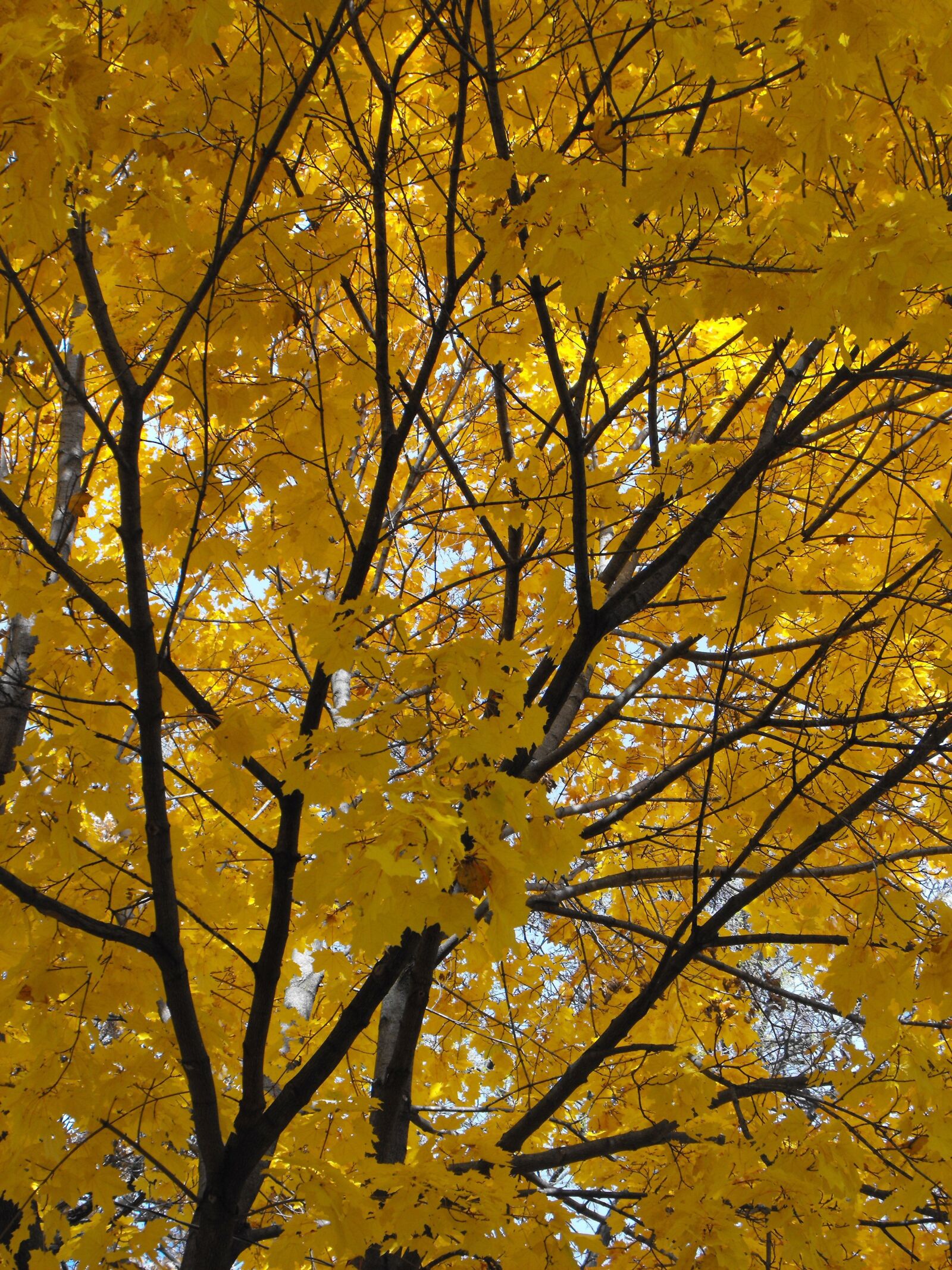 Fujifilm FinePix S1000fd sample photo. Yellow maple, tree, yellow photography