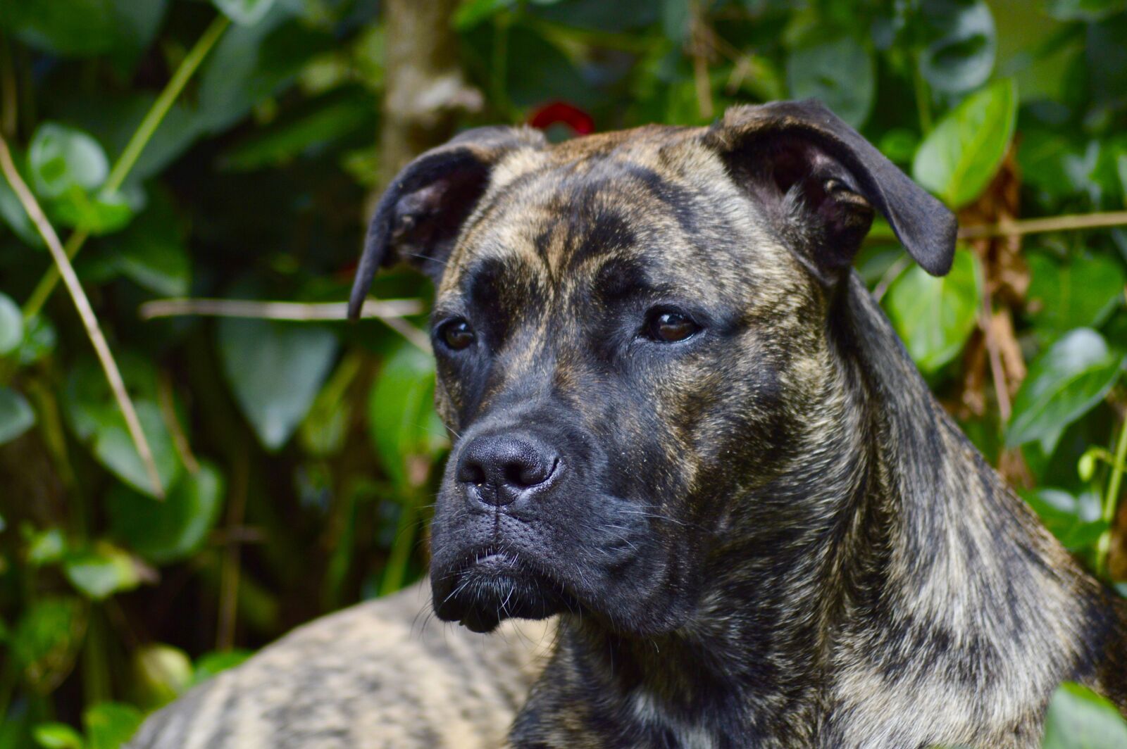 Nikon D3200 sample photo. Dog, nature, snout photography