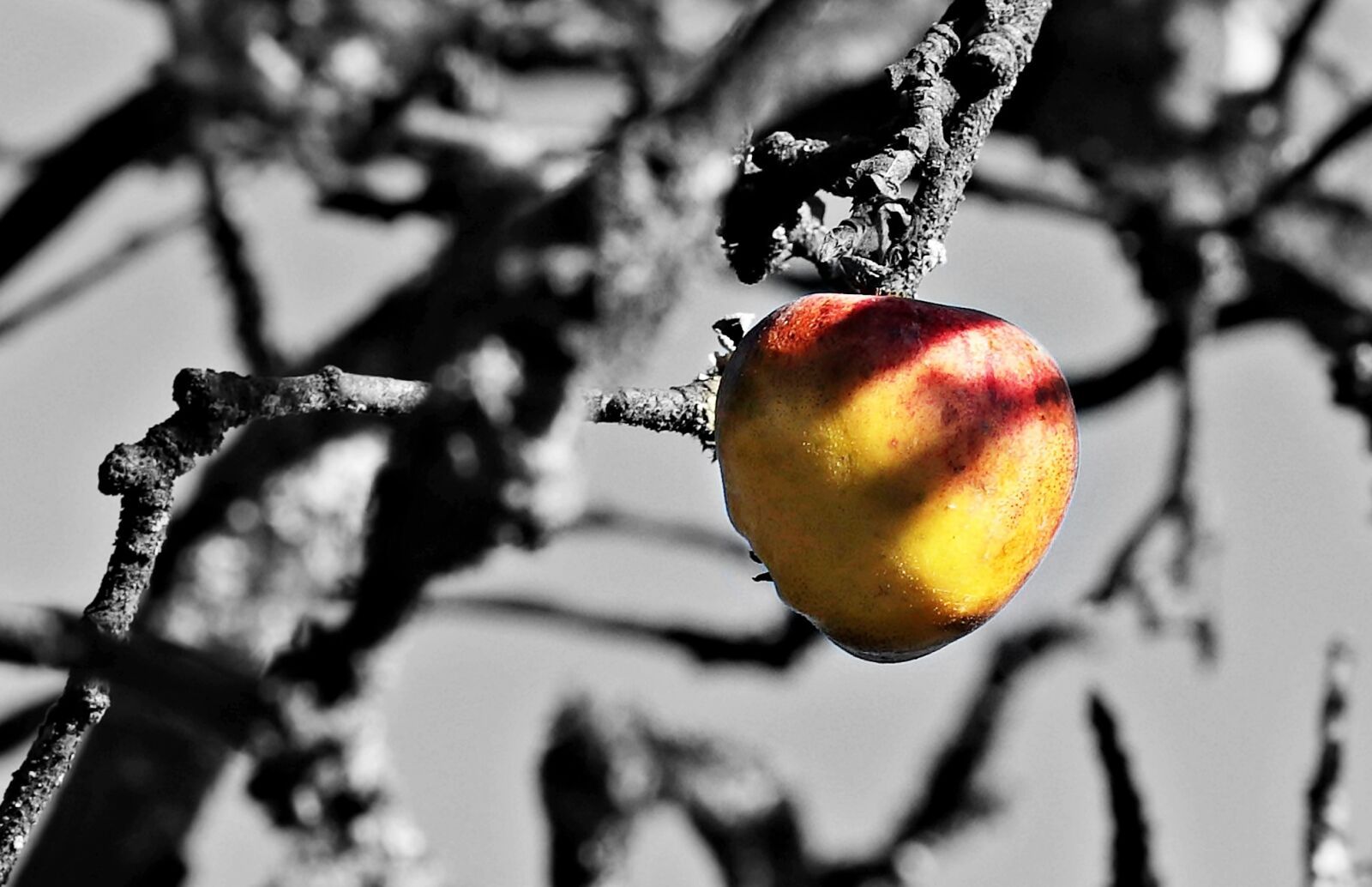Canon EOS 80D sample photo. Apple tree, tree, apple photography