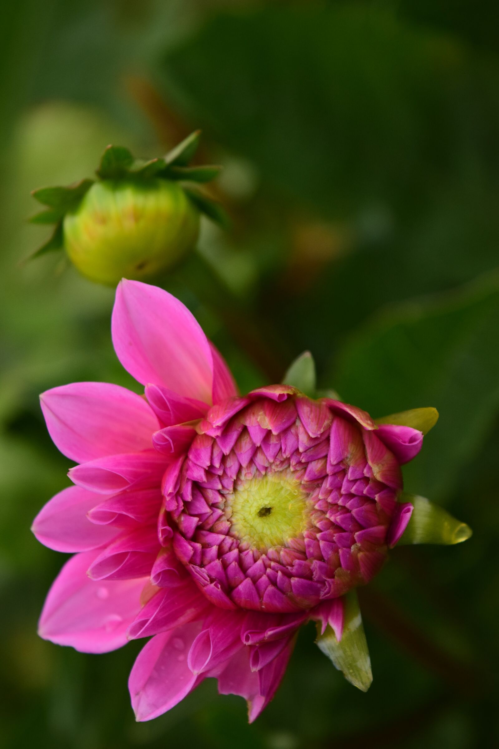Nikon D3300 sample photo. Dahlia, blossom, bloom photography