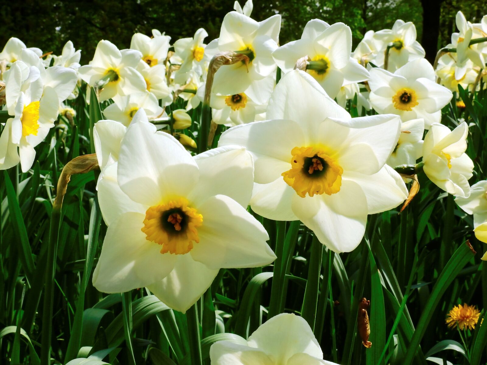 Nikon Coolpix P900 sample photo. Narcissus, flower, spring photography