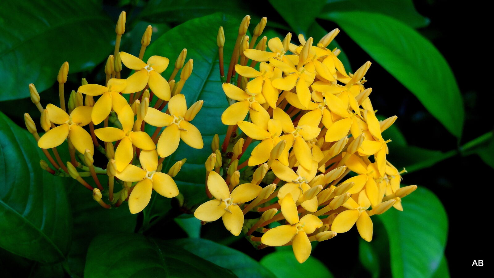 Sony Cyber-shot DSC-HX9V sample photo. Golden, yellow photography