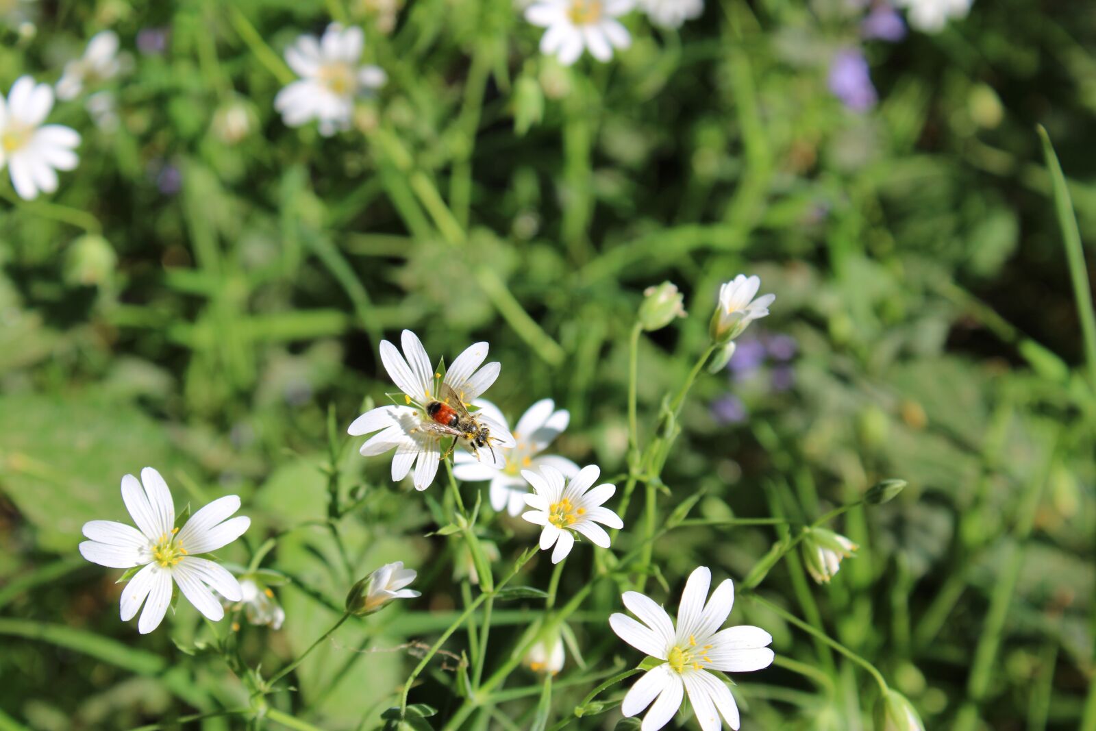 Canon EOS 2000D (EOS Rebel T7 / EOS Kiss X90 / EOS 1500D) sample photo. Forest, forest floor, flower photography